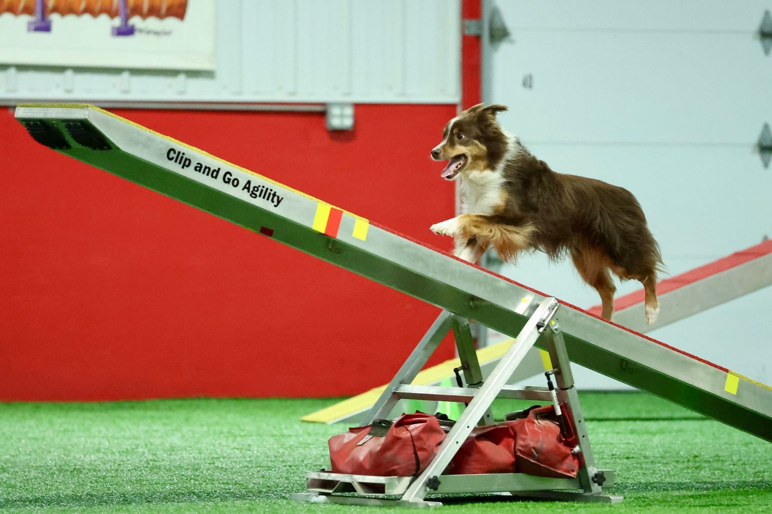 A small dog skillfully navigates through agility course equipment including jumps and weave poles.