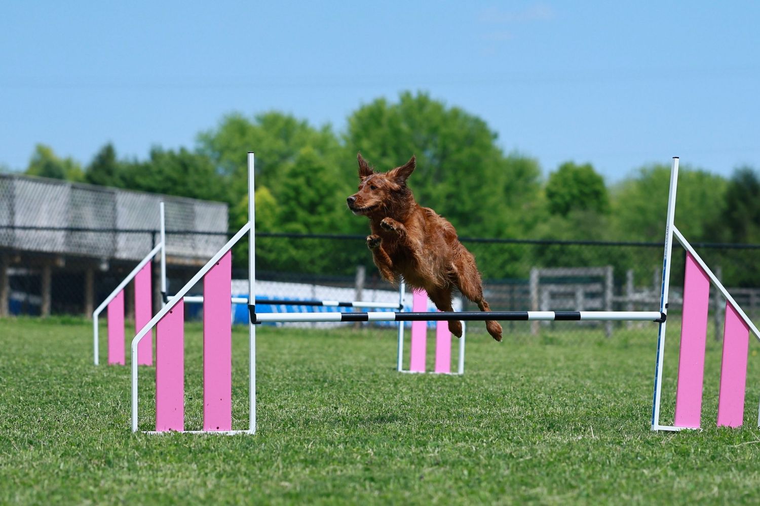 Pink and white agility jumps are set up on a green grass field for dog training or competition.