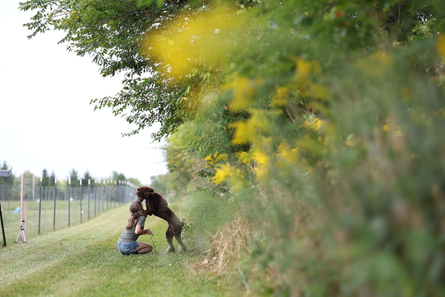 Standard poodle licking its owner at the finish line of a fast CAT course with yellow flowers in the foreground.

Dog sport photog