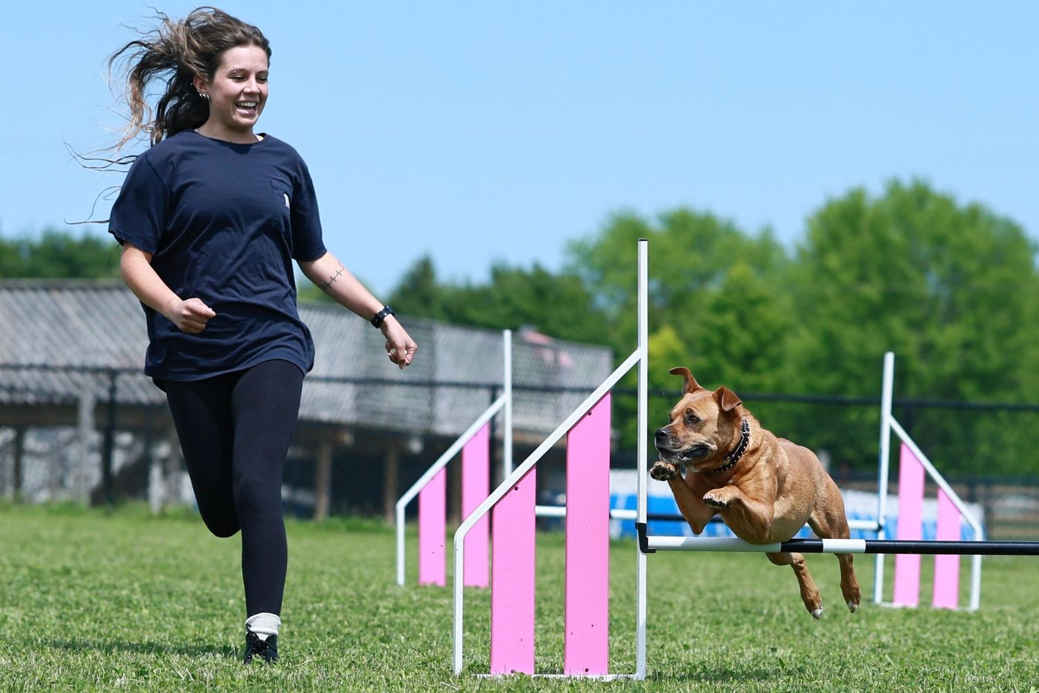 A golden retriever dog runs through an agility course with pink and white jumps on a grassy field.