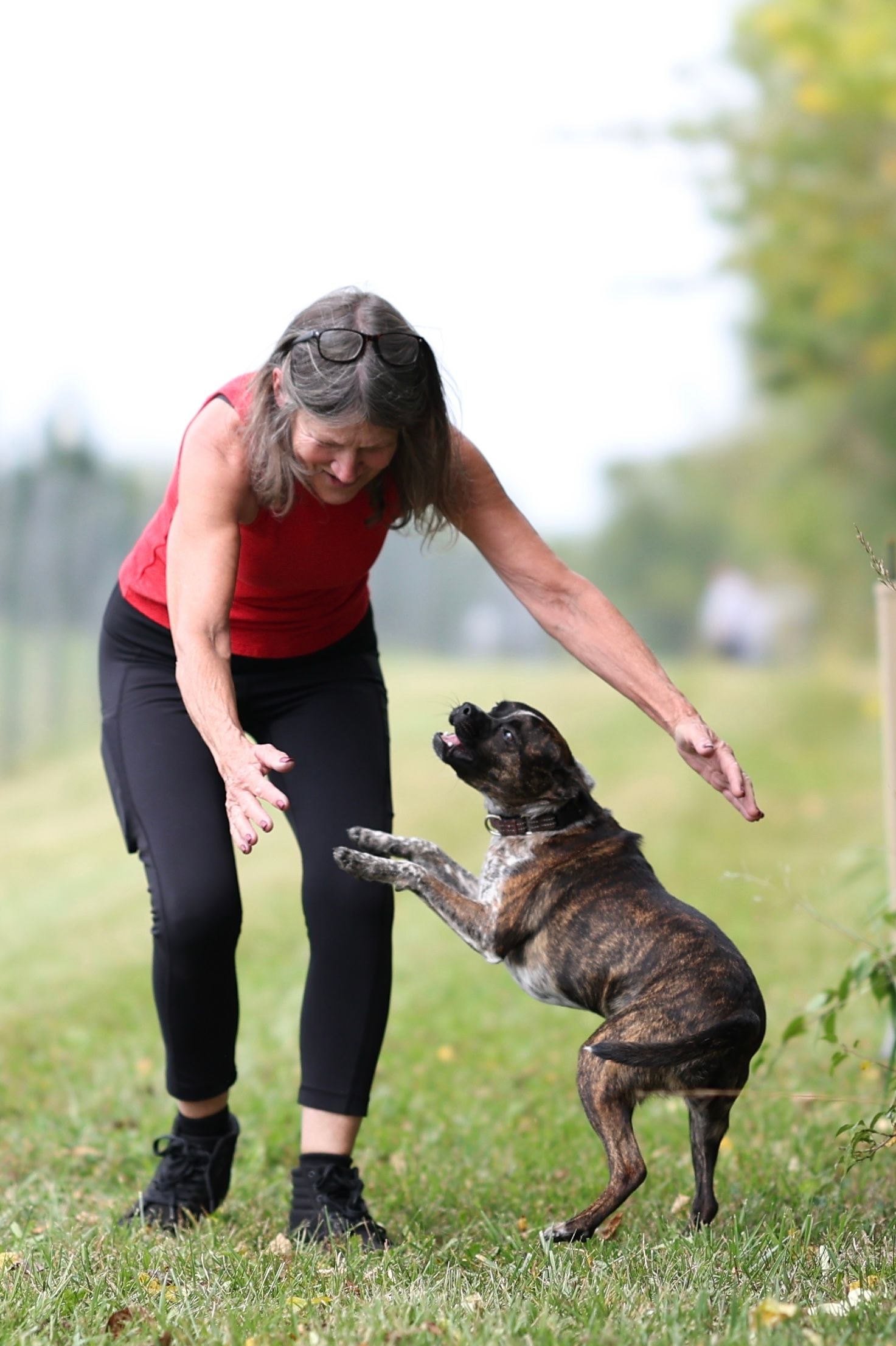 A person in black pants and red top plays with a brindle dog outdoors in a grassy field.