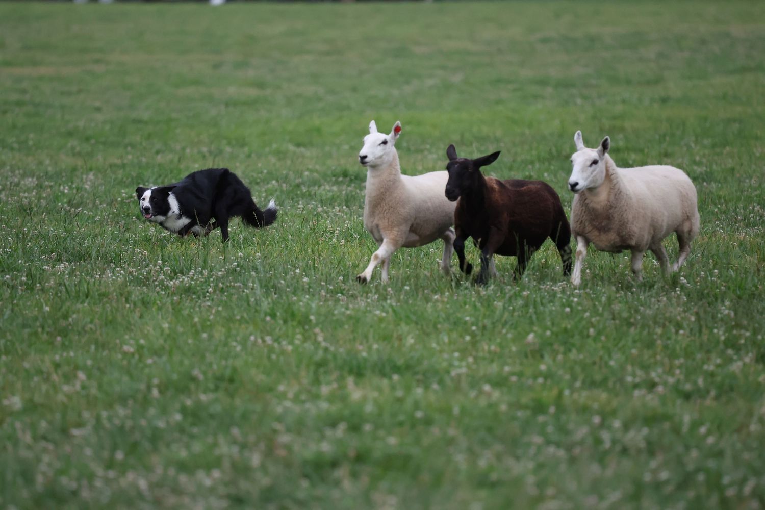 A group of sheep grazing together in a lush green pasture with black and white sheep visible.