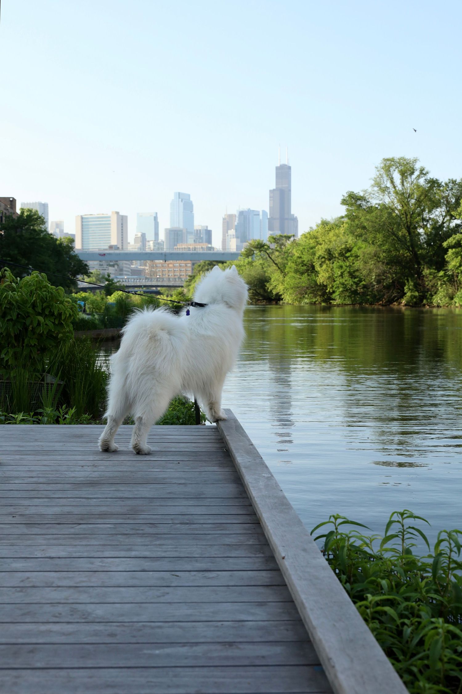 Samoyed dog exploring wooden dock with the Chicago urban skyline and Lake Michigan in the background.

Dog portrait photography