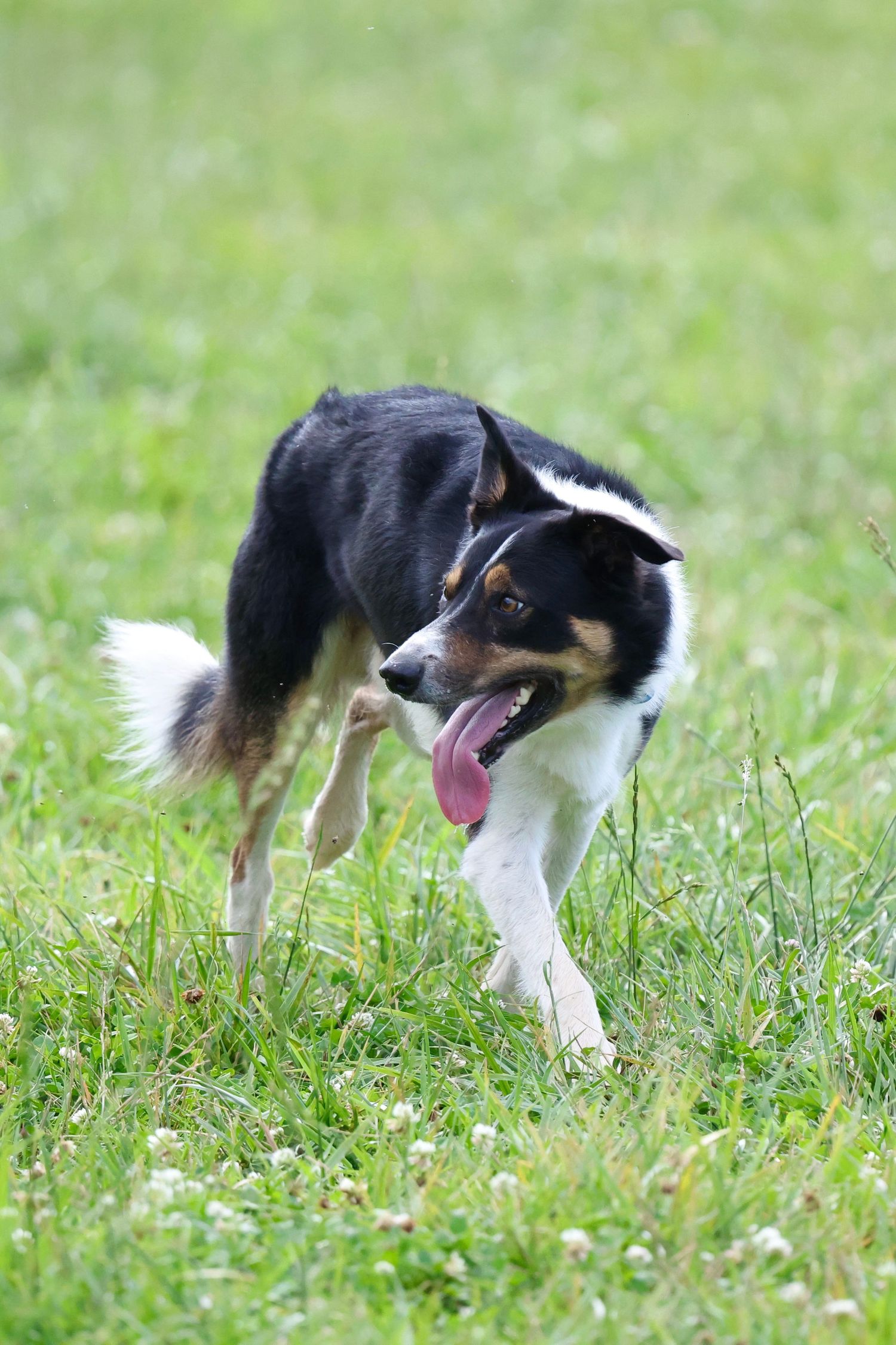 A black and white Border Collie dog sniffs and explores through green grass in a series of connected action shots.