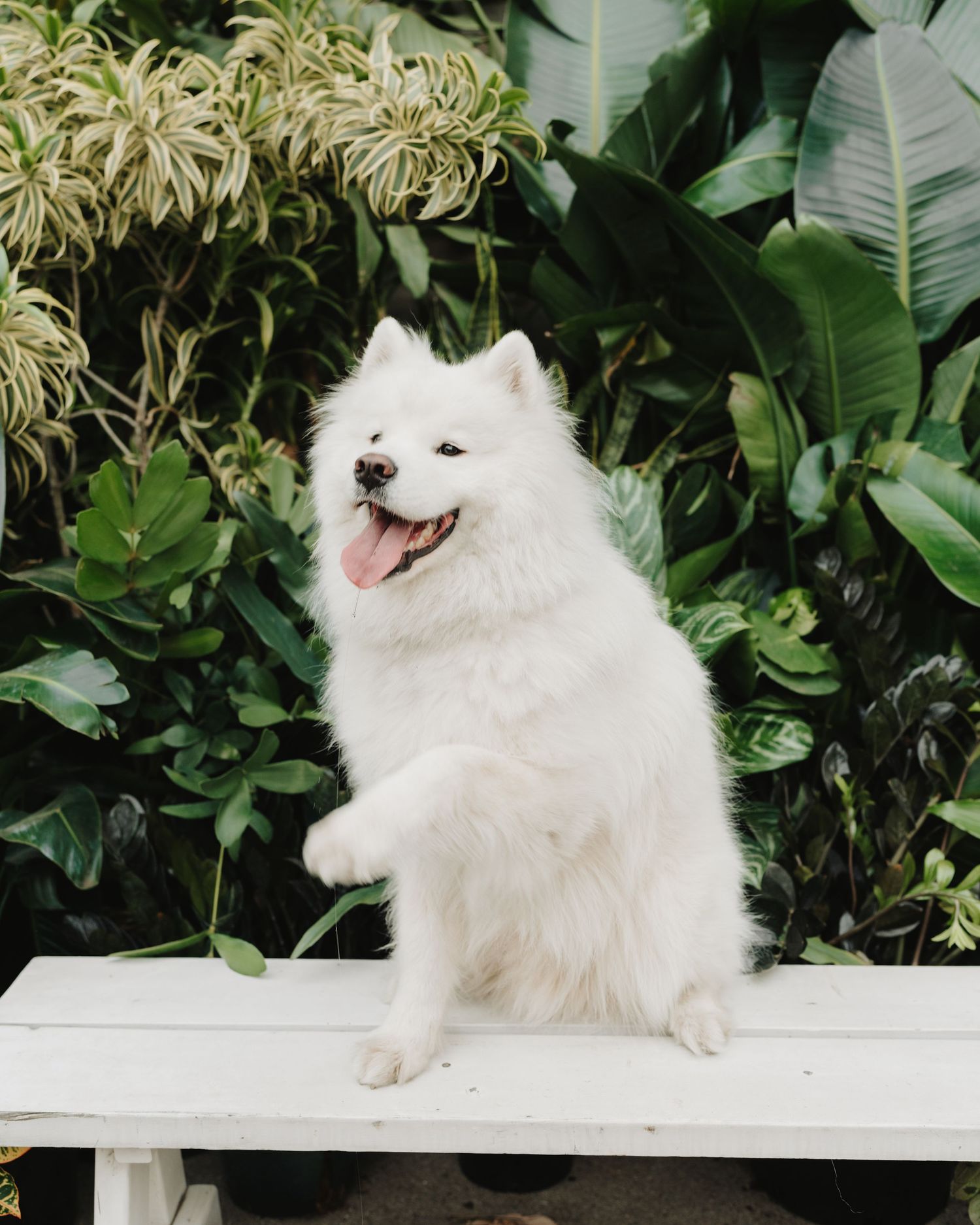 White fluffy Samoyed dog posing on white bench against tropical foliage background waving at the camera. 

Dog portrait photography