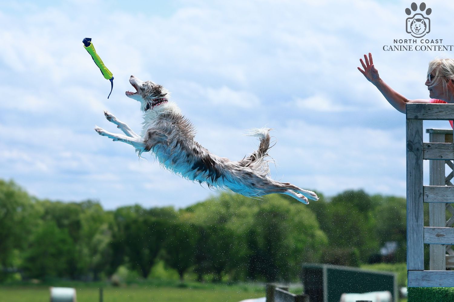 Dog soaring over agility jump bar against blue sky background.