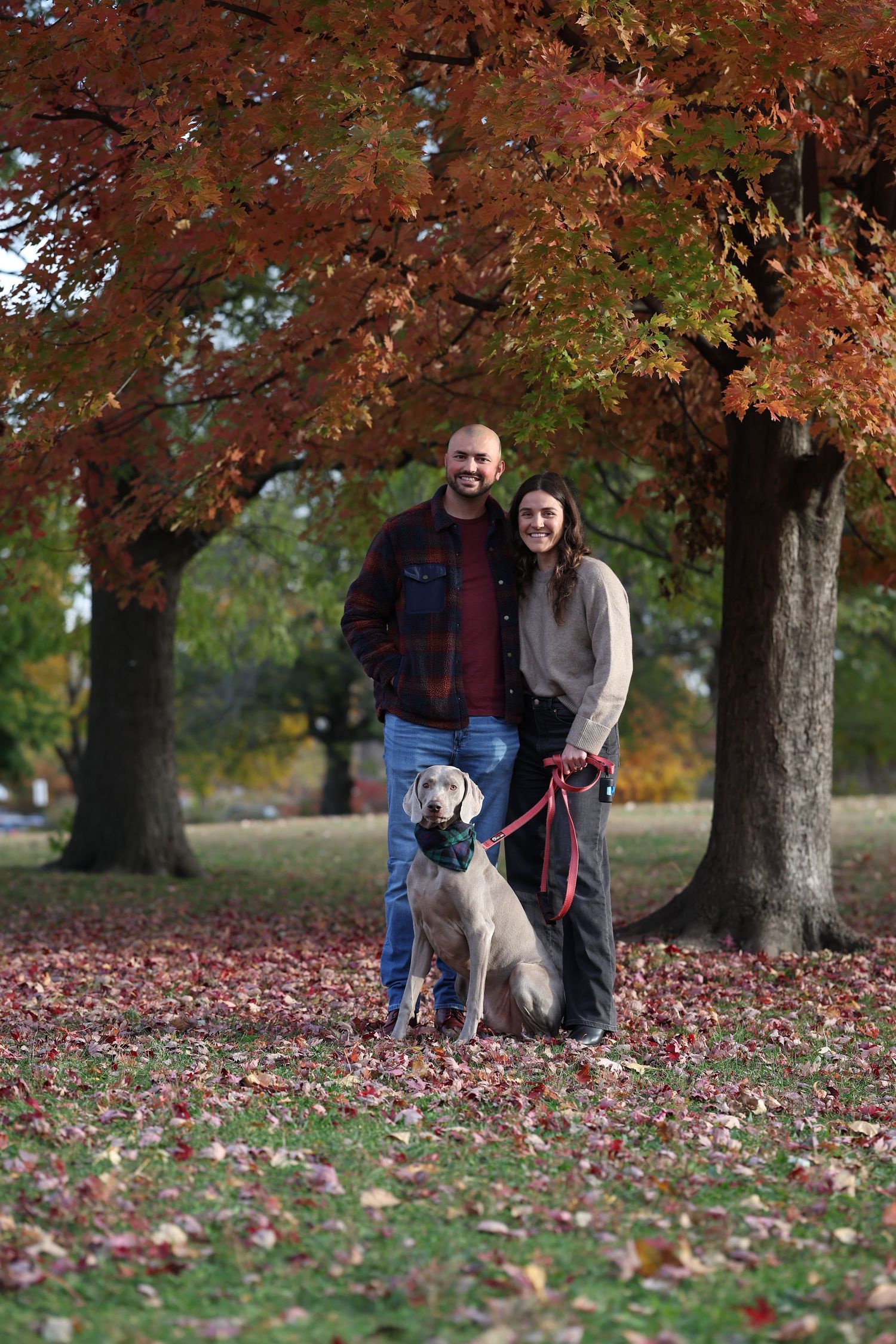 A couple and their Weimaraner share a loving moment  under colorful fall foliage.

Dog portrait photography
