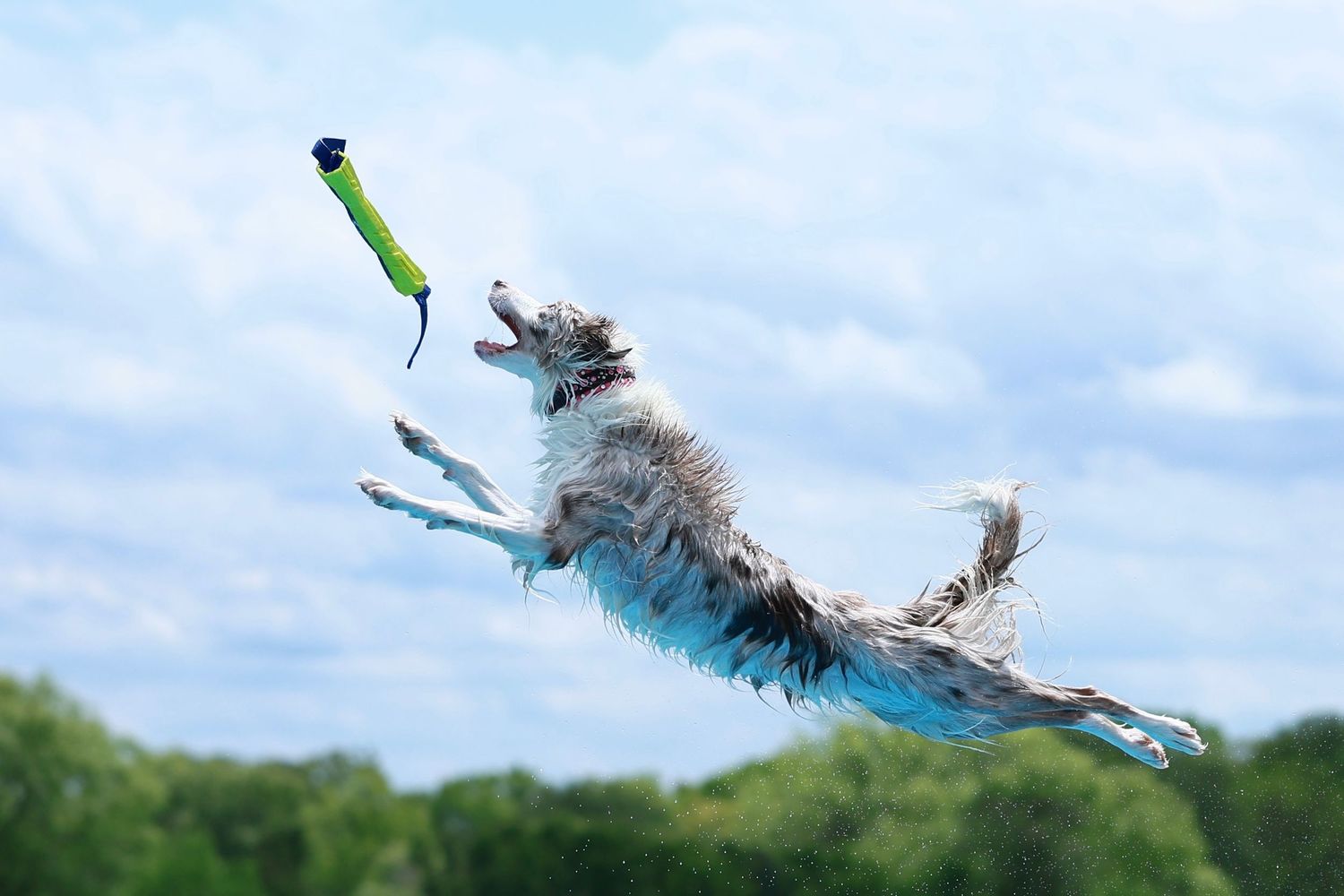A dog leaps through the air to catch a green ball toy against a bright blue sky with white clouds.