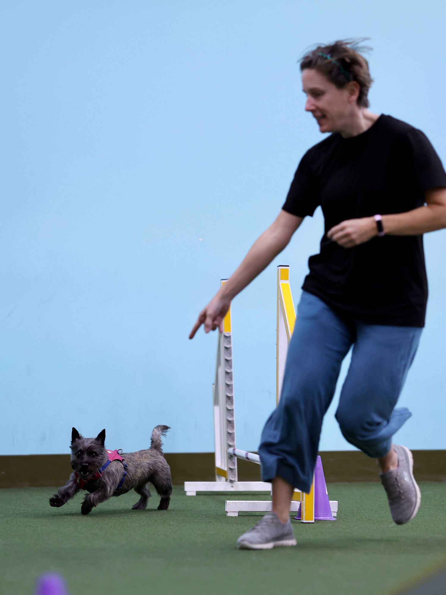 A person in a black shirt guides a small black dog through an agility course with colorful obstacles on green turf.