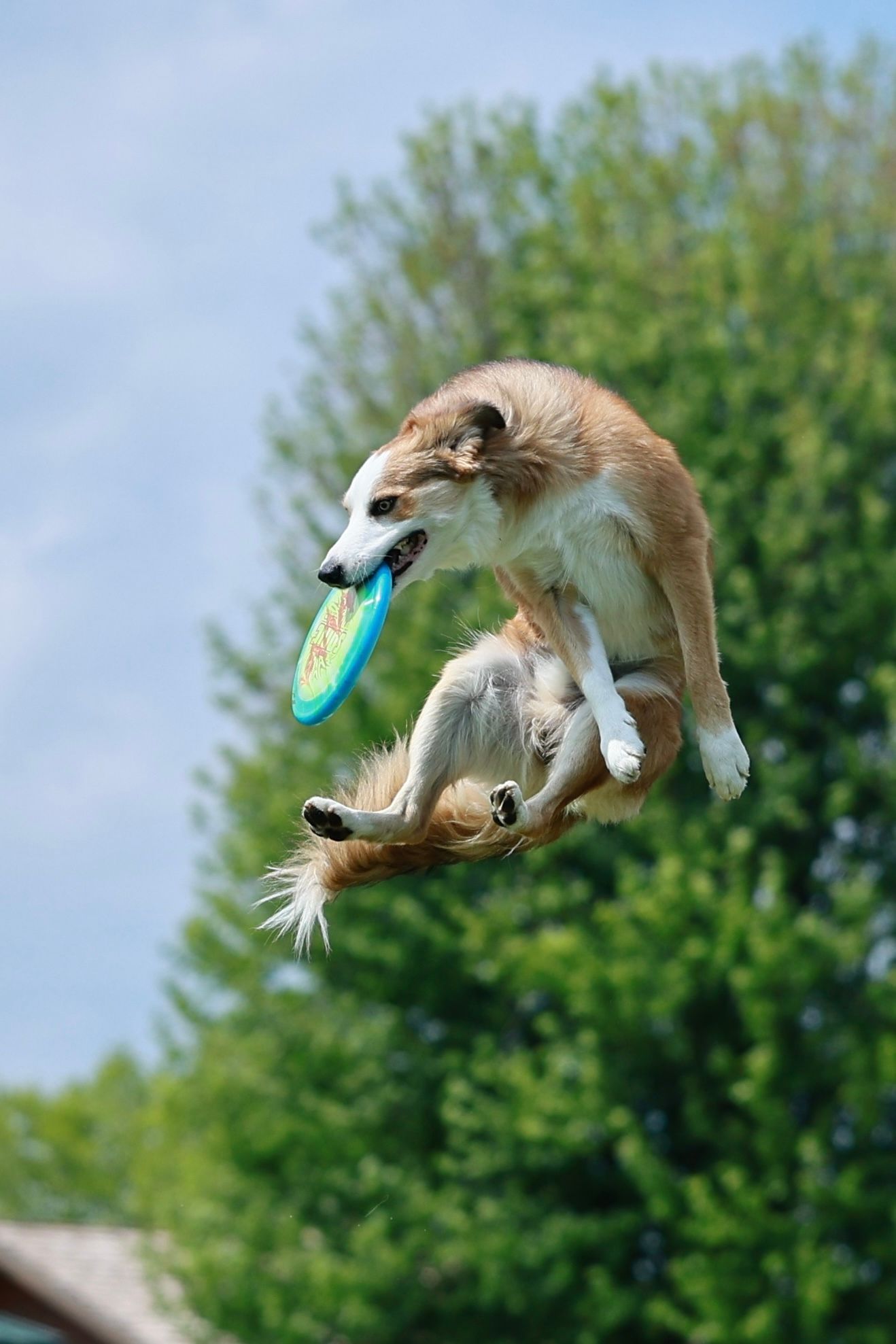 A golden retriever dog leaps through the air to catch a blue frisbee disc against a green tree background.