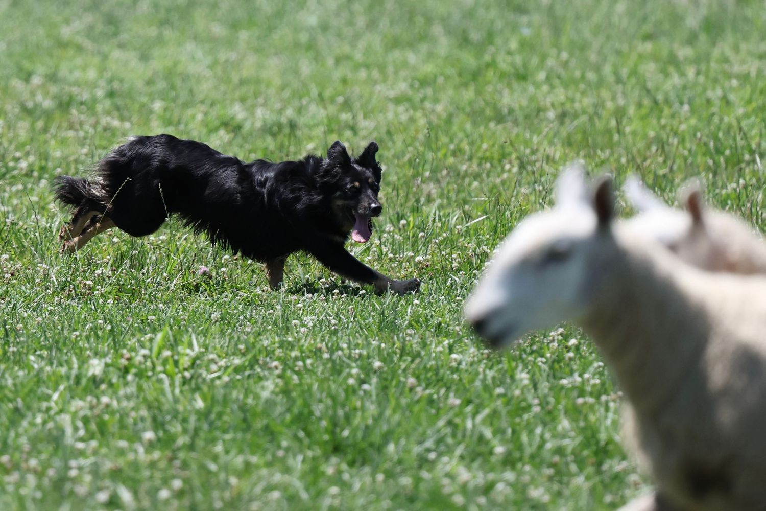A black border collie herding sheep in a green pasture, with a white sheep visible in the foreground.