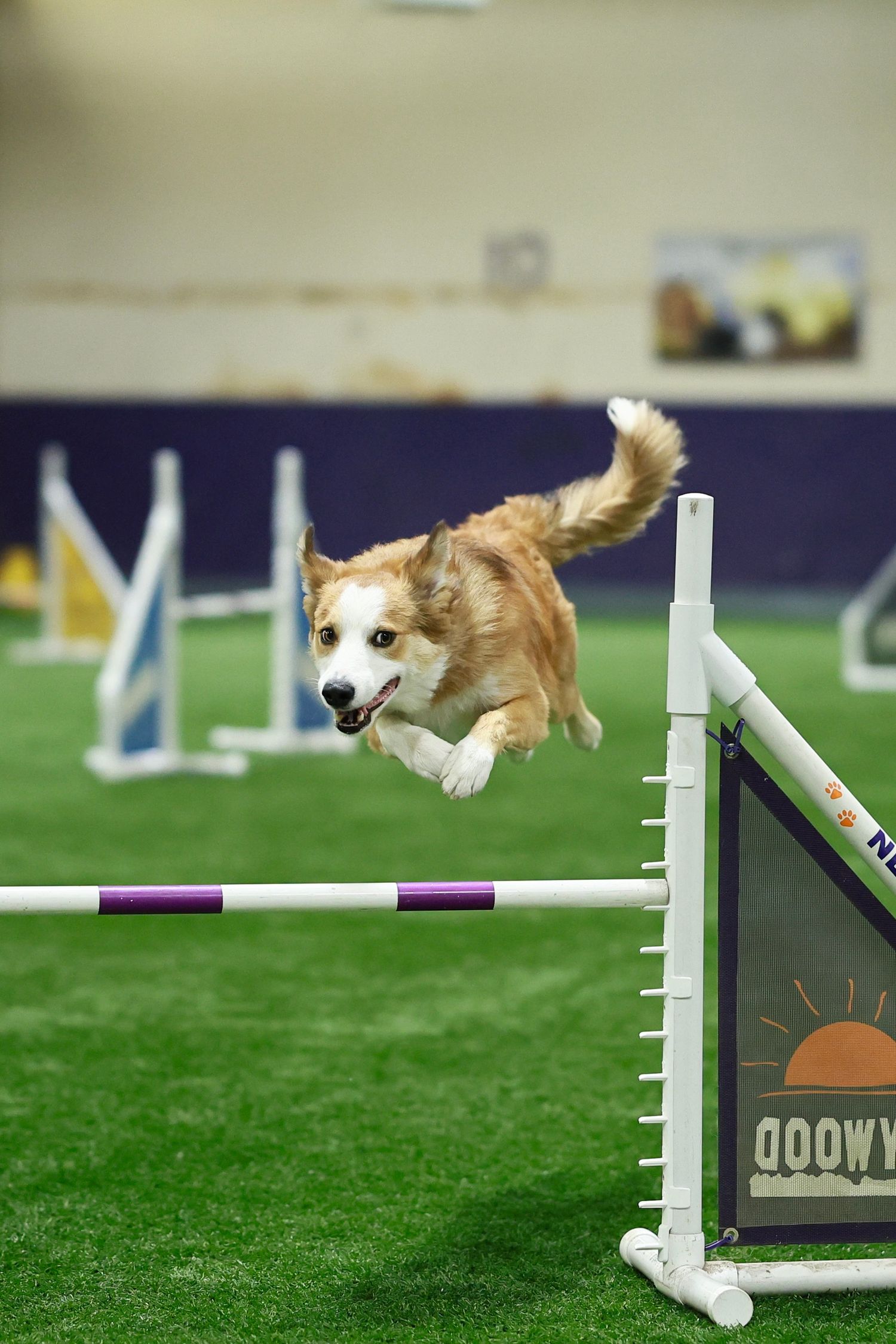 A Shetland Sheepdog gracefully jumps over a white agility course hurdle on a green grass field during competition.