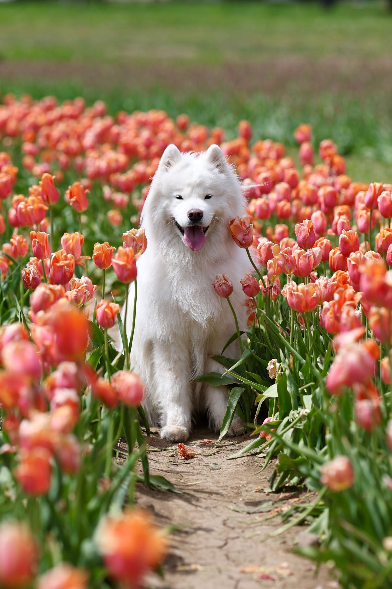 A fluffy white Samoyed dog sits smiling among vibrant pink and orange tulips in a blooming spring flower field.