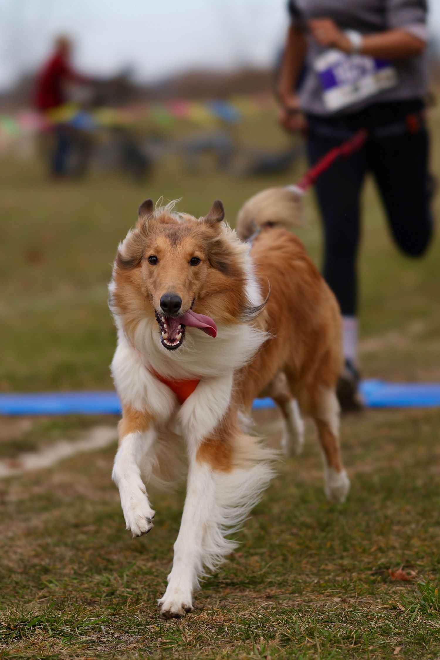 Sable rough collie running enthusiastically across the finish line at a canicross race in Chicago.

Non-stop dog wear, Ruffwear