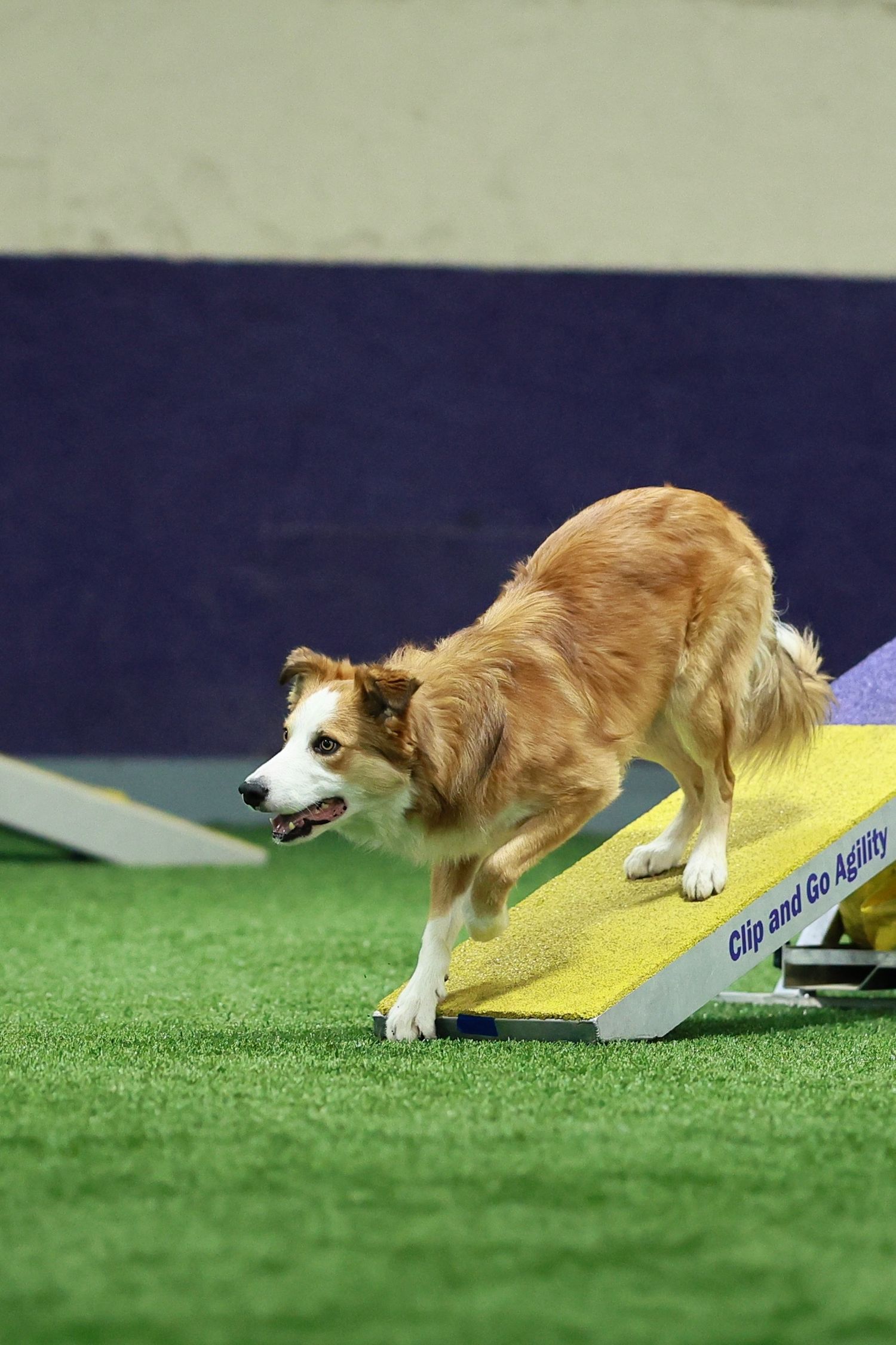 A Border Collie dog demonstrates agility skills by running down a yellow contact ramp during a competition event.