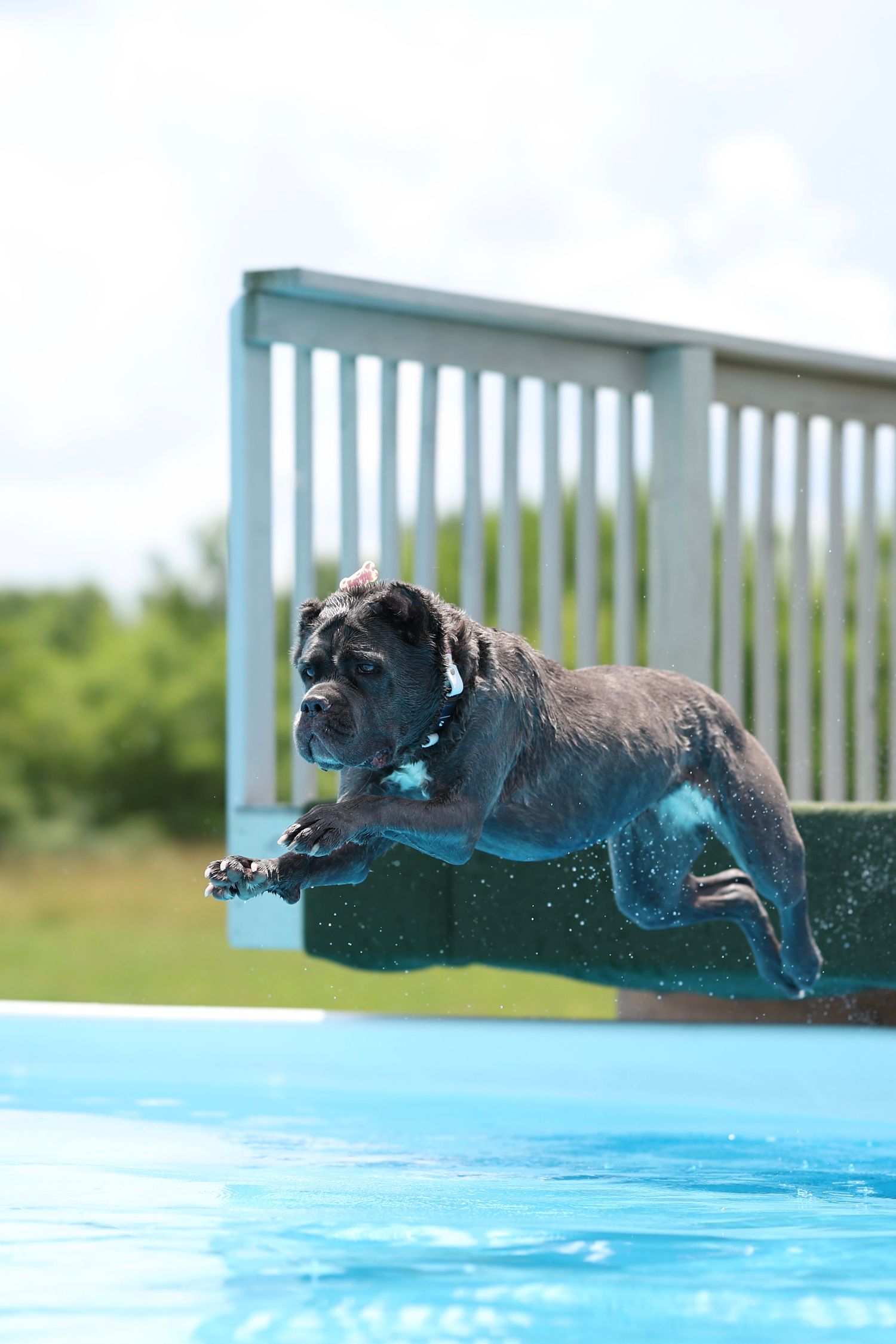 A sequence of photos showing a black dog diving into a swimming pool with a splash.