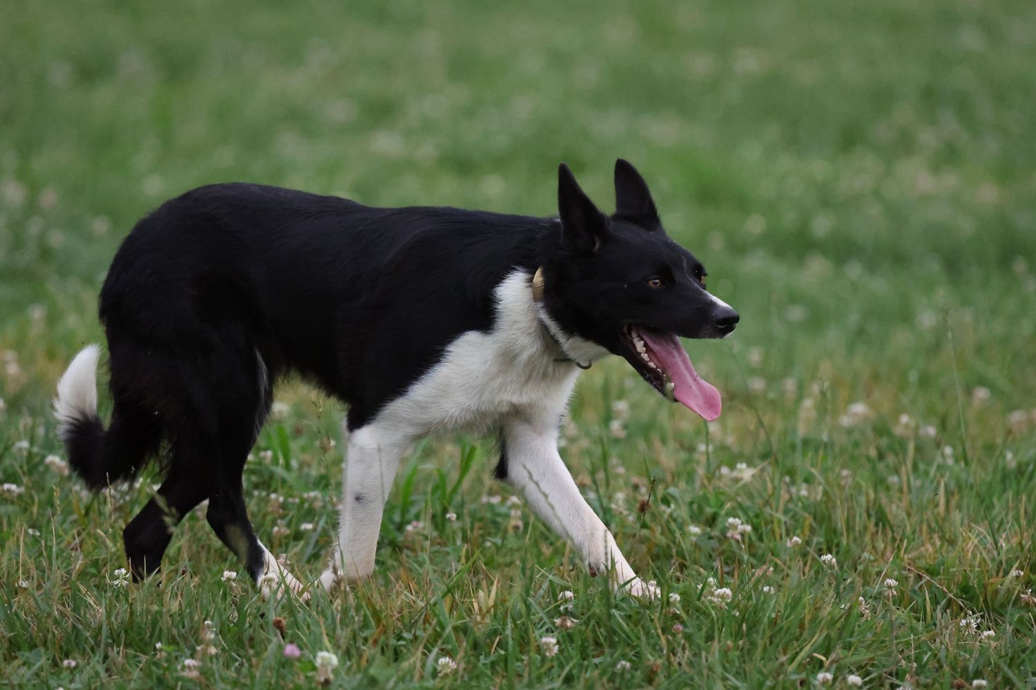 A black and white border collie dog runs and leaps through green grass while playing with a pink toy.
