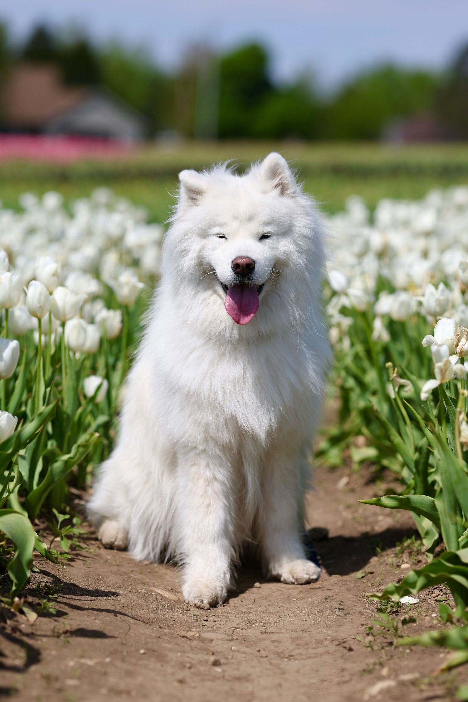 Fluffy white Samoyed dog sitting in a field of white tulips, smiling with tongue out on a sunny day.