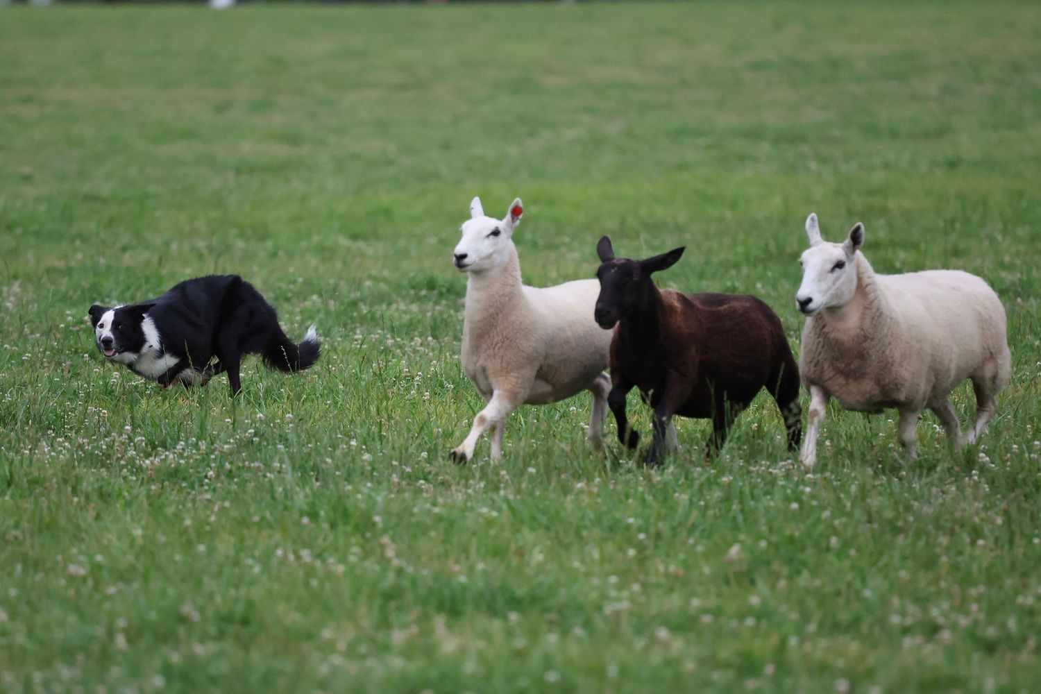 A border collie herding sheep of different colors - black, white, and brown - across a green pasture.