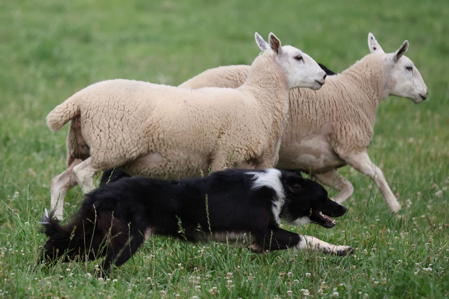 Sheep running and jumping across a green grassy field in sequence showing fluid motion of movement.
