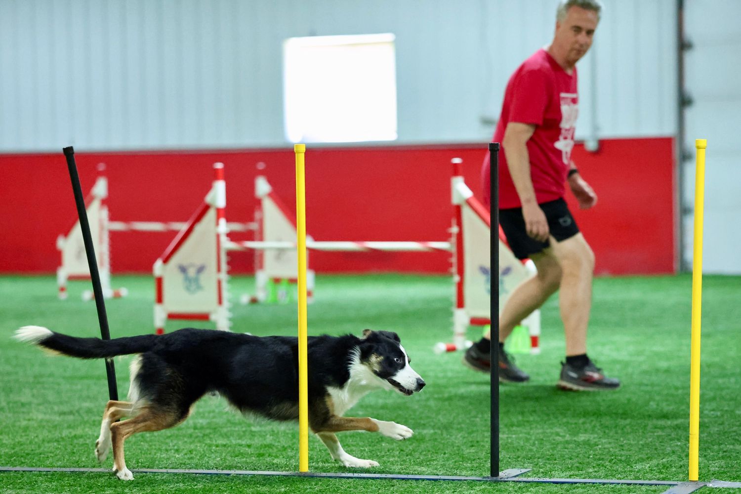 A black and white border collie navigates through yellow agility poles on a green turf field during training.