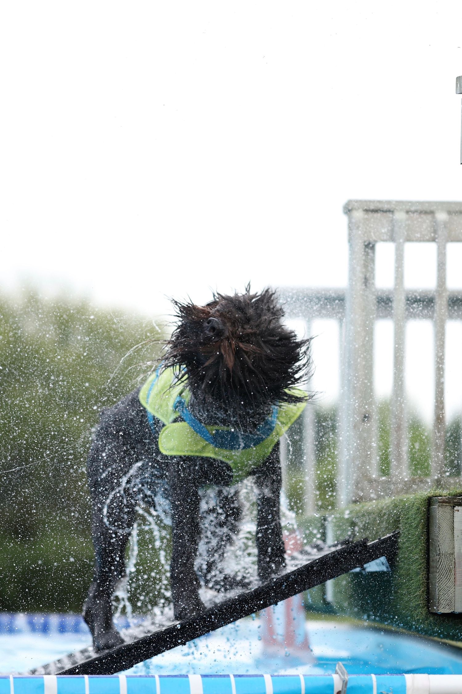 Black dog in a life jacket shakes off water while standing on a diving board at a swimming pool.