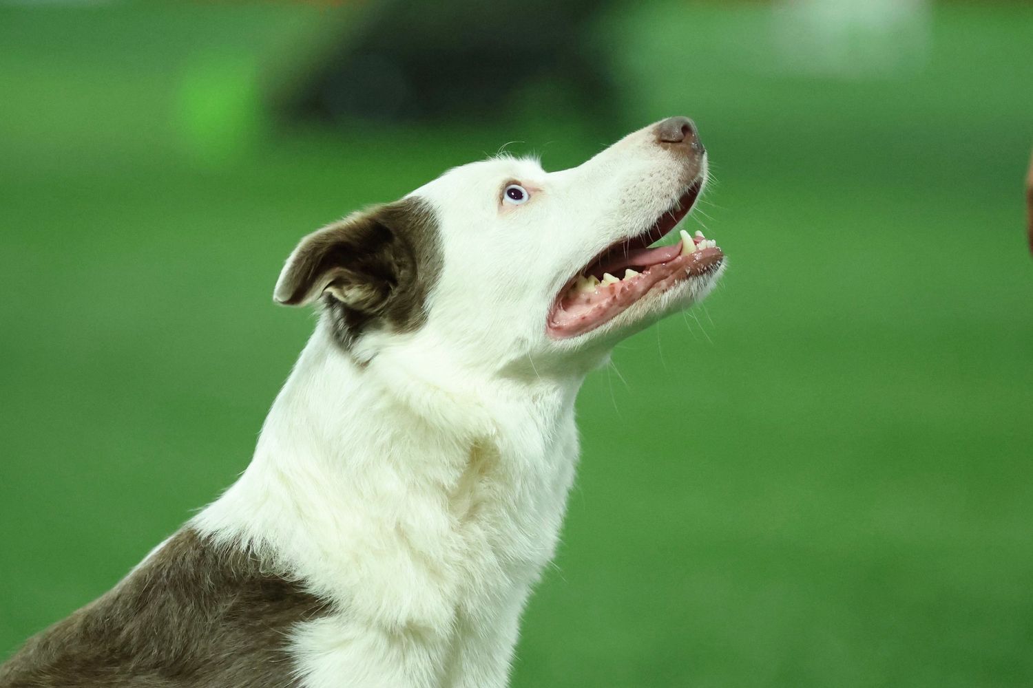 White and black border collie dog looking upward with alert expression against blurred green background.