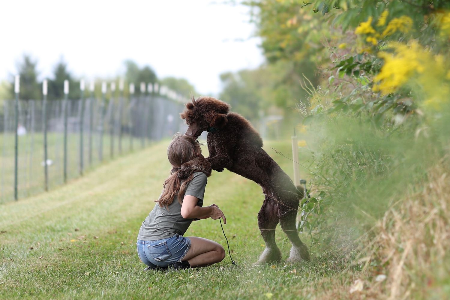 A playful chocolate Labrador jumps up to greet someone kneeling on grassy path with yellow wildflowers in background.