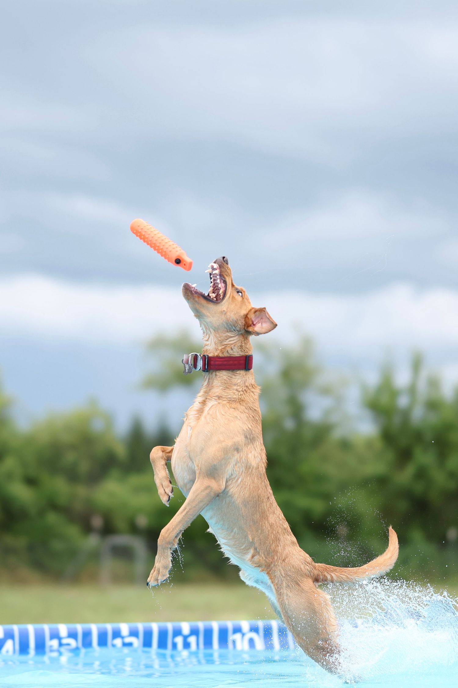 Yellow Labrador retriever leaping into a swimming pool to catch an orange toy in a dynamic action sequence.
