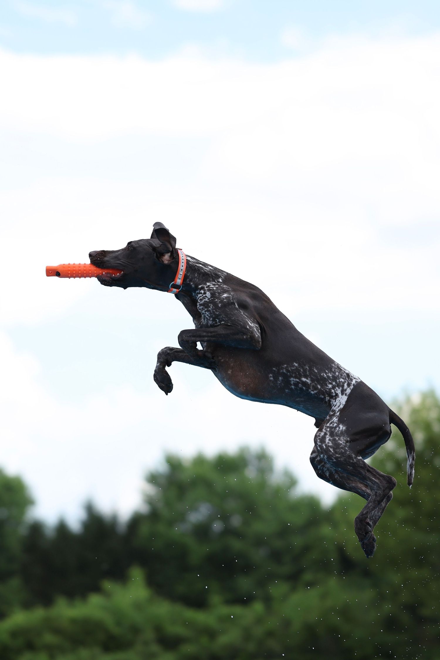 A black dog leaps through the air to catch a toy in a series of action shots against a green background.