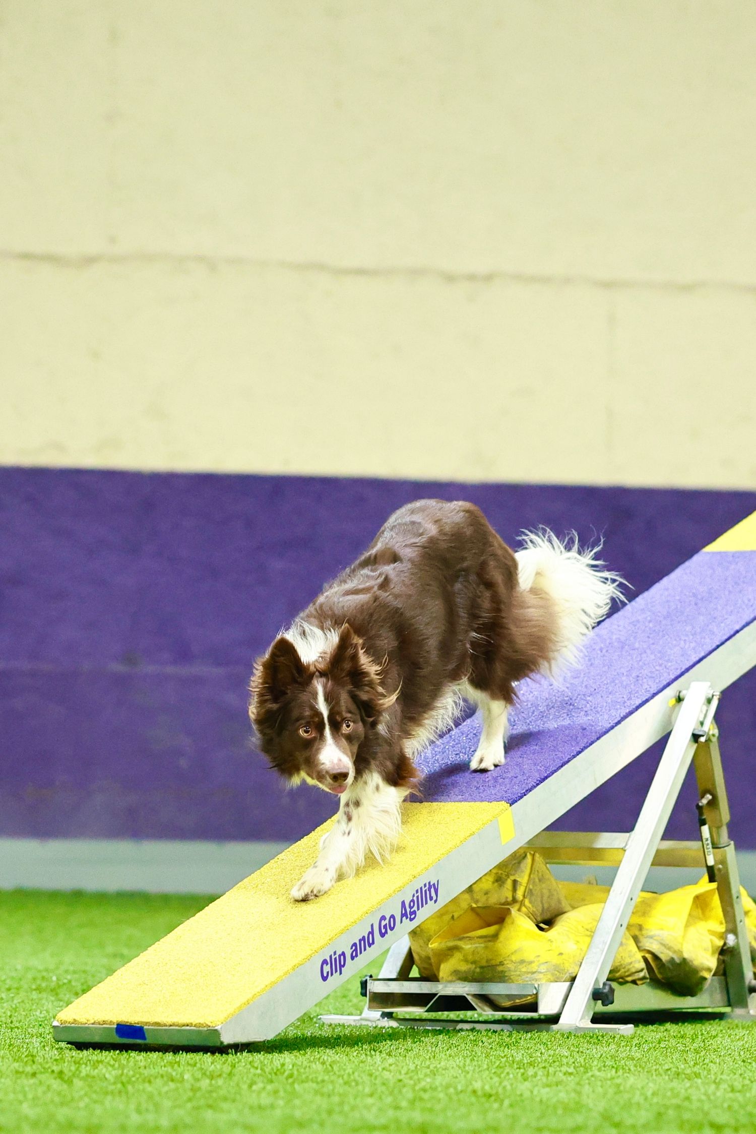 Border Collie dog navigating down a yellow agility ramp during a competitive dog show performance.