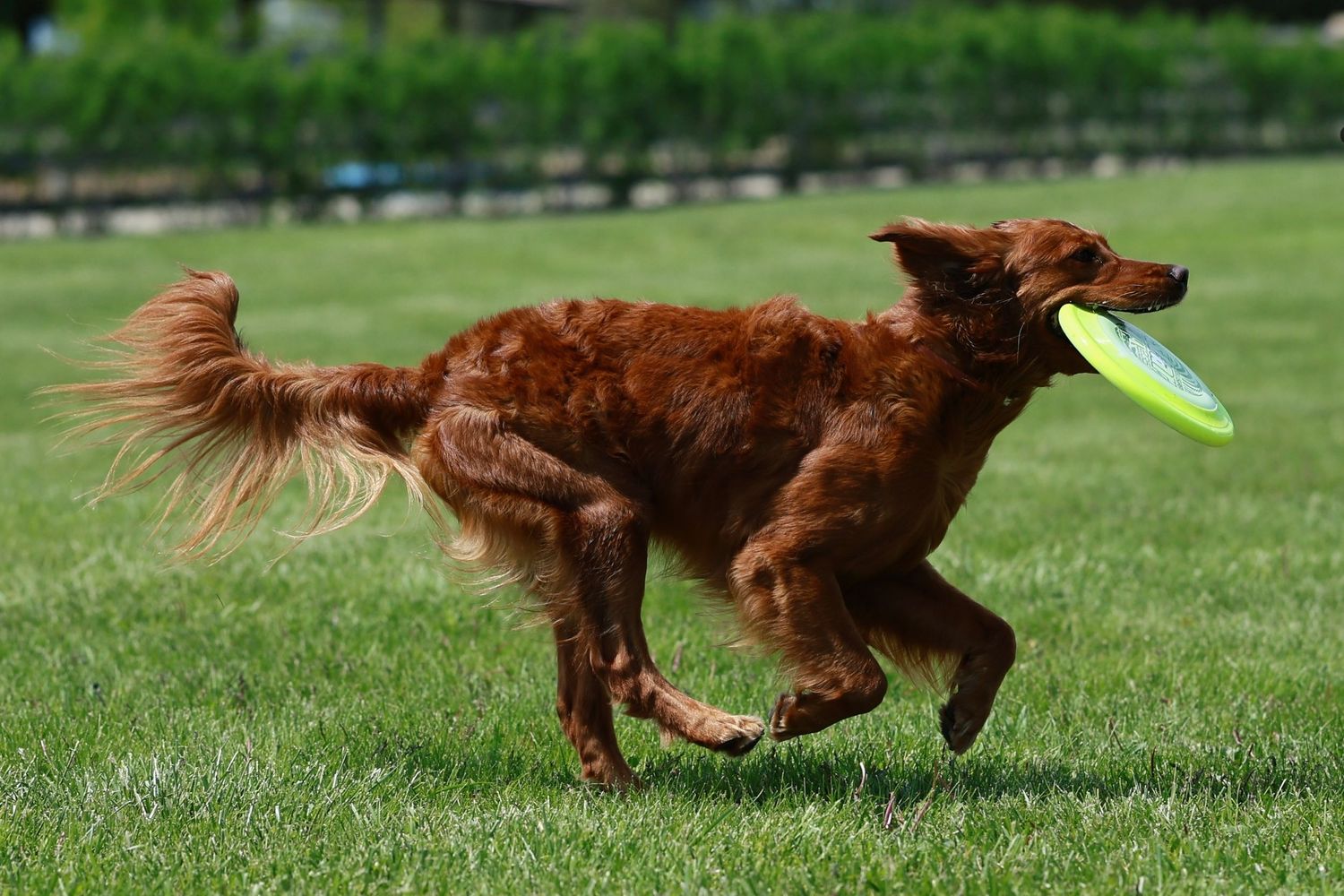 Irish setter dog running and leaping through a grassy field to catch a flying frisbee toy.