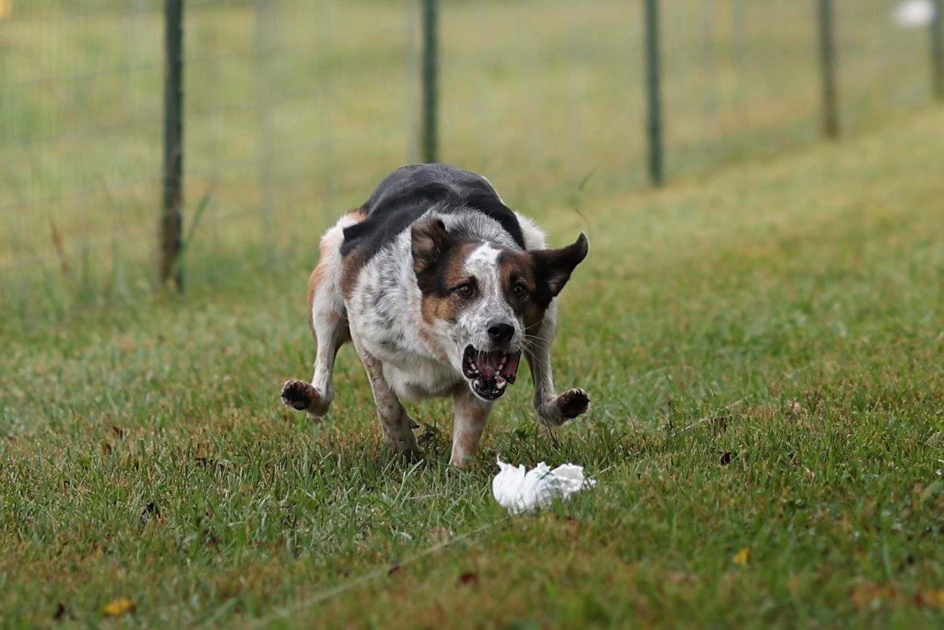 A Border Collie dog chases after a white ball while running through a grassy field.