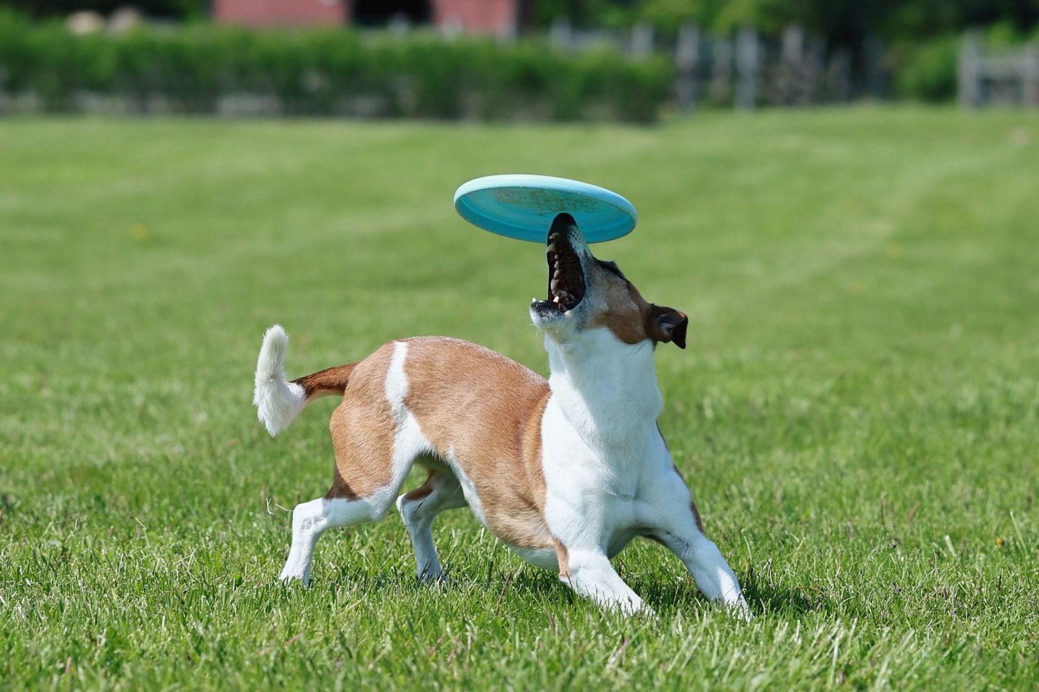 A Jack Russell terrier dog runs and plays with a blue frisbee toy on a lush green grass lawn.