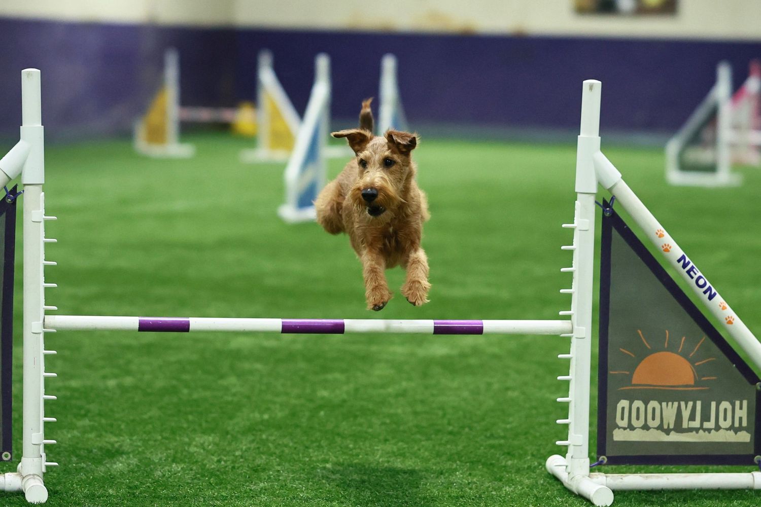 A brown terrier dog leaps gracefully over an agility course jump bar on artificial turf.