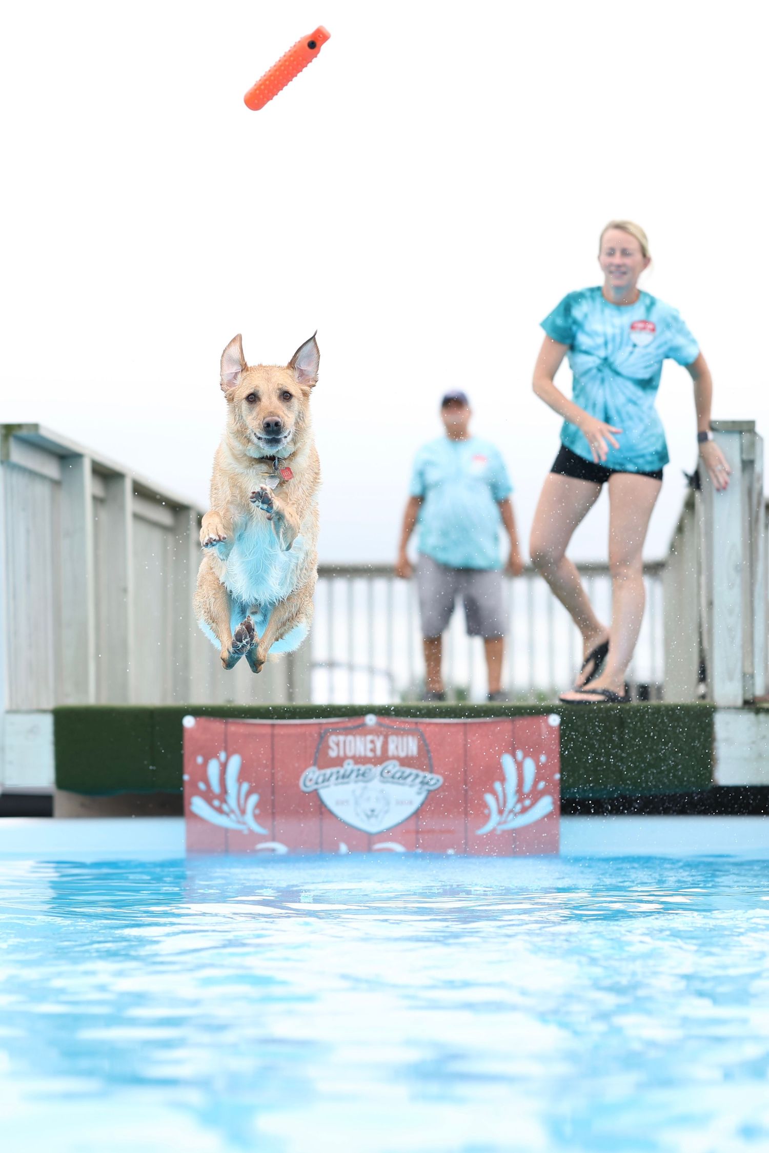 A sequence of photos shows a dog jumping into a swimming pool from a diving board on a sunny day.