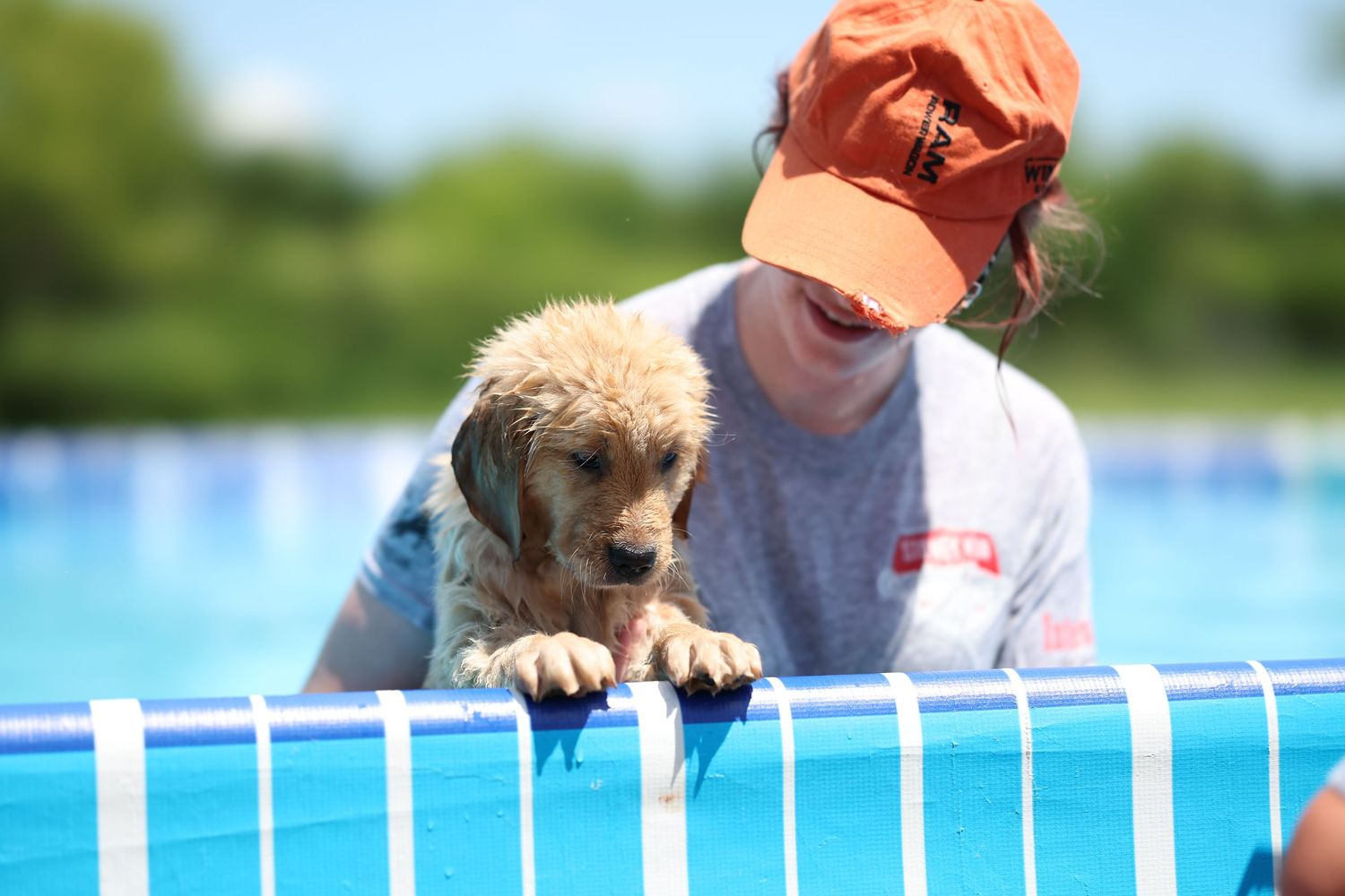 A golden puppy peers over a blue fence at an outdoor pool while wearing an orange baseball cap.