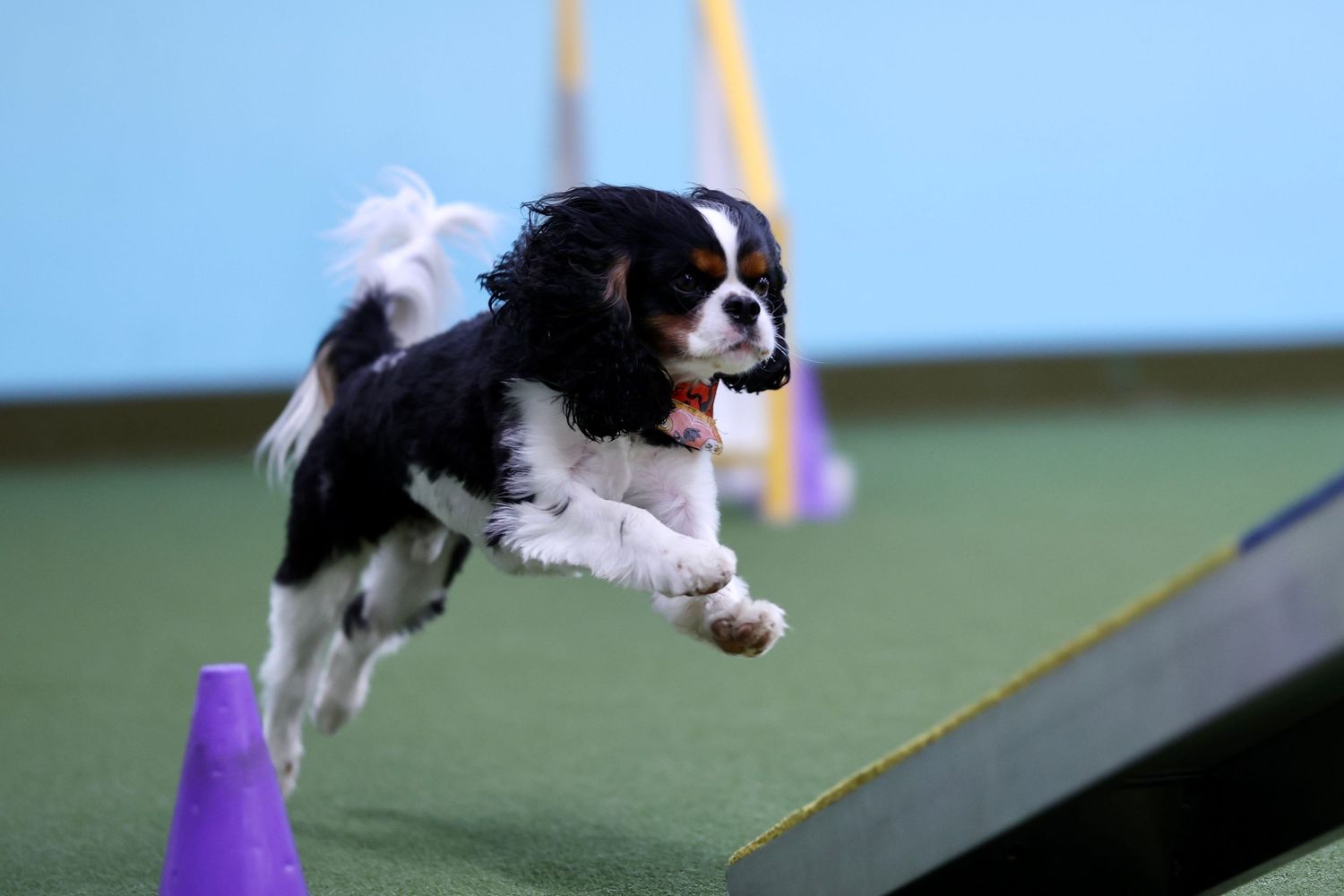 A black and white dog leaps gracefully over an agility course obstacle during competition training.