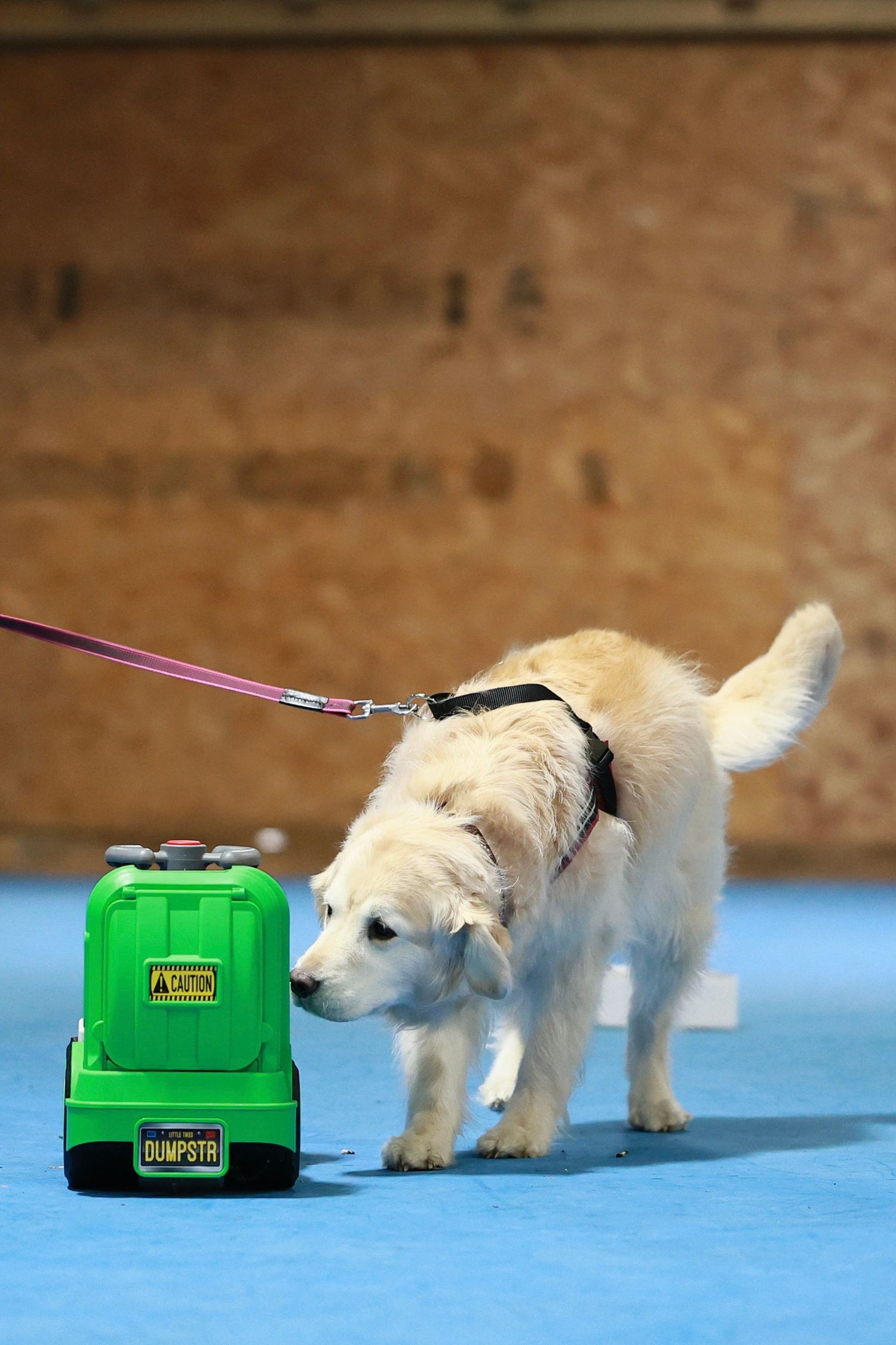 Small white puppy curiously investigates a green toy dispenser on a bright blue surface.
