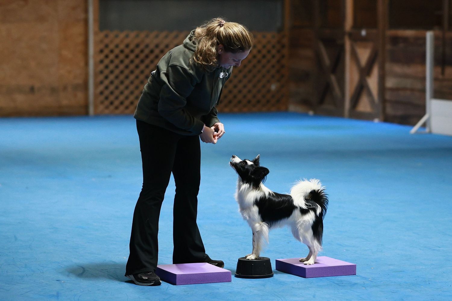 A dog performs agility training exercises on blue mats while being guided through a course.