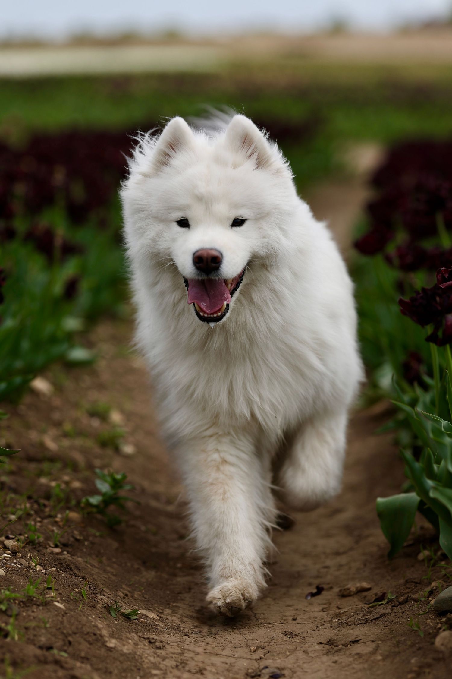 A fluffy white Samoyed dog runs happily along a dirt path between rows of dark red tulips in a flower field.