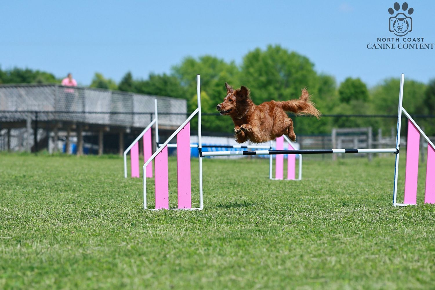 Field golden retriever leaping over agility jump on a grassy field during an agility competition.

Dog sport photography
