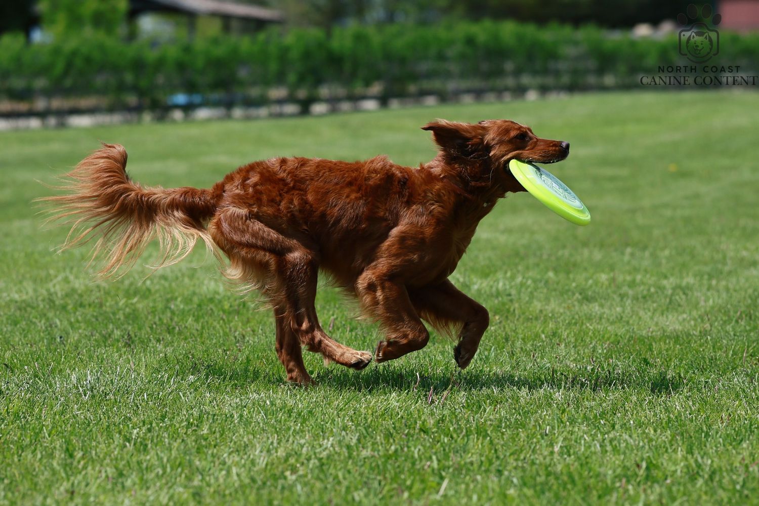 A field golden retriever sprints across grass field with a frisbee during a disc dog competition. 

Dog sport photography