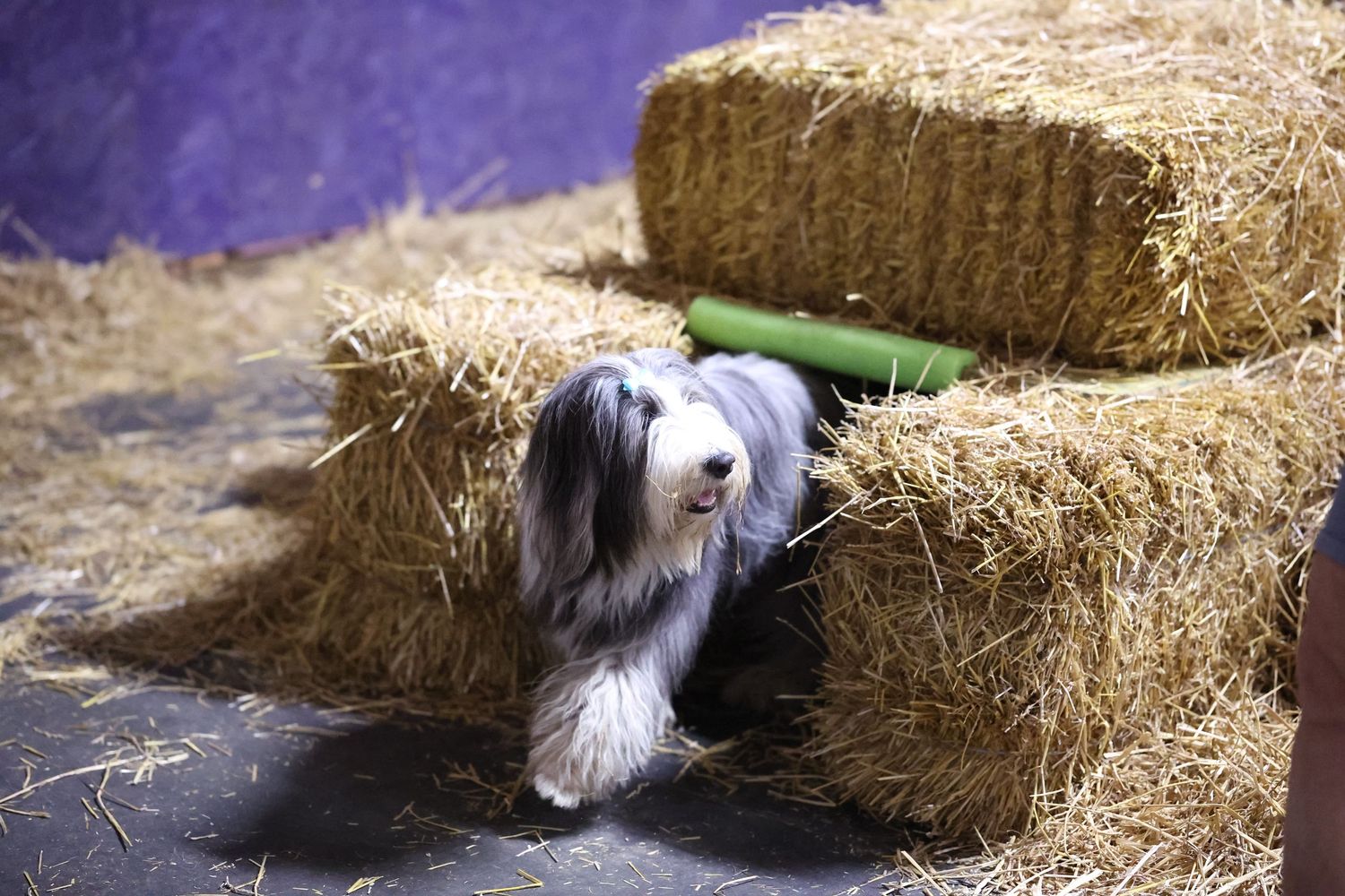Bearded collie tunneling through hay bale obstacles in a barn hunt competition. 

Dog sport photography