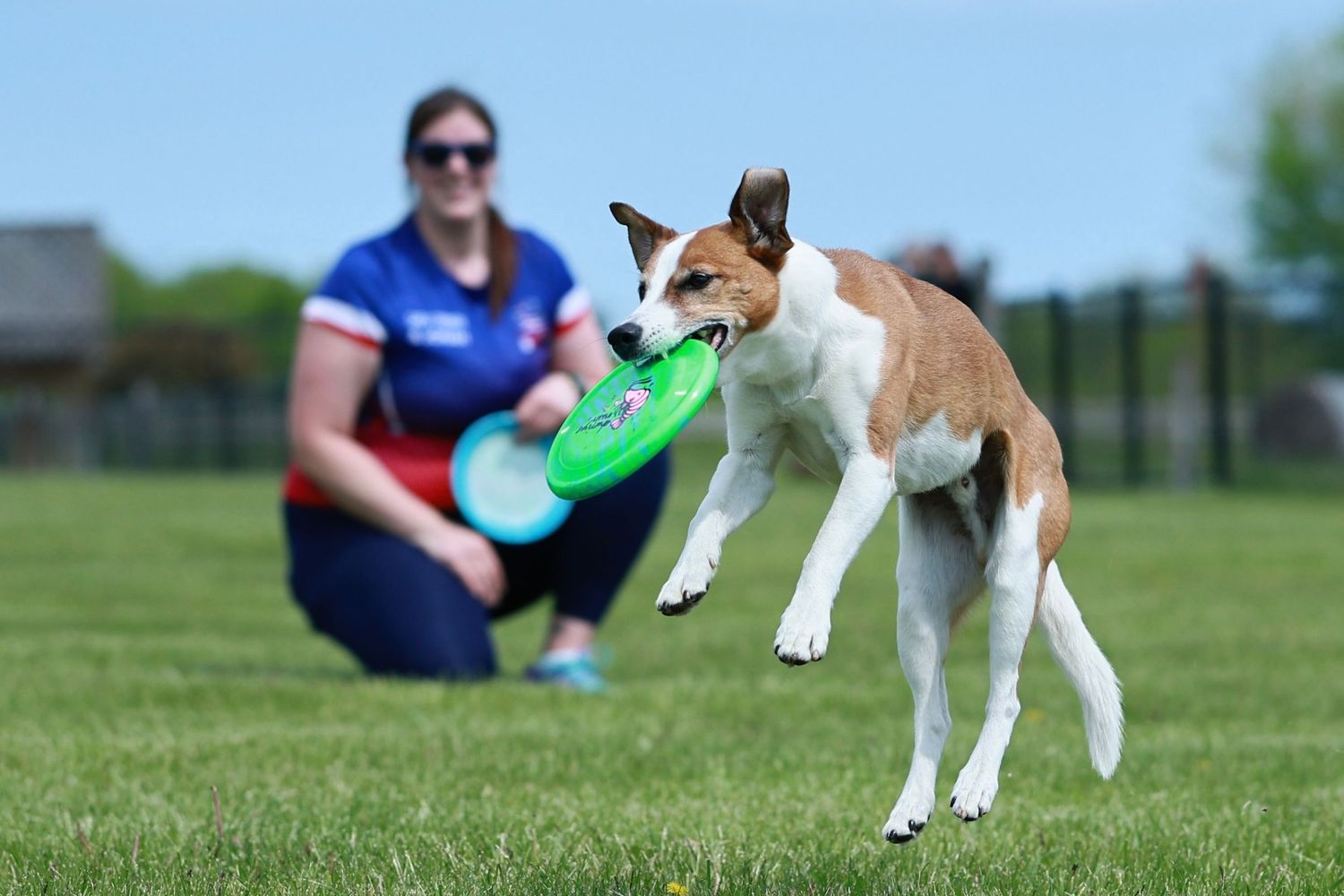 A brown and white dog running and playing fetch with a green frisbee in a grassy field on a sunny day.