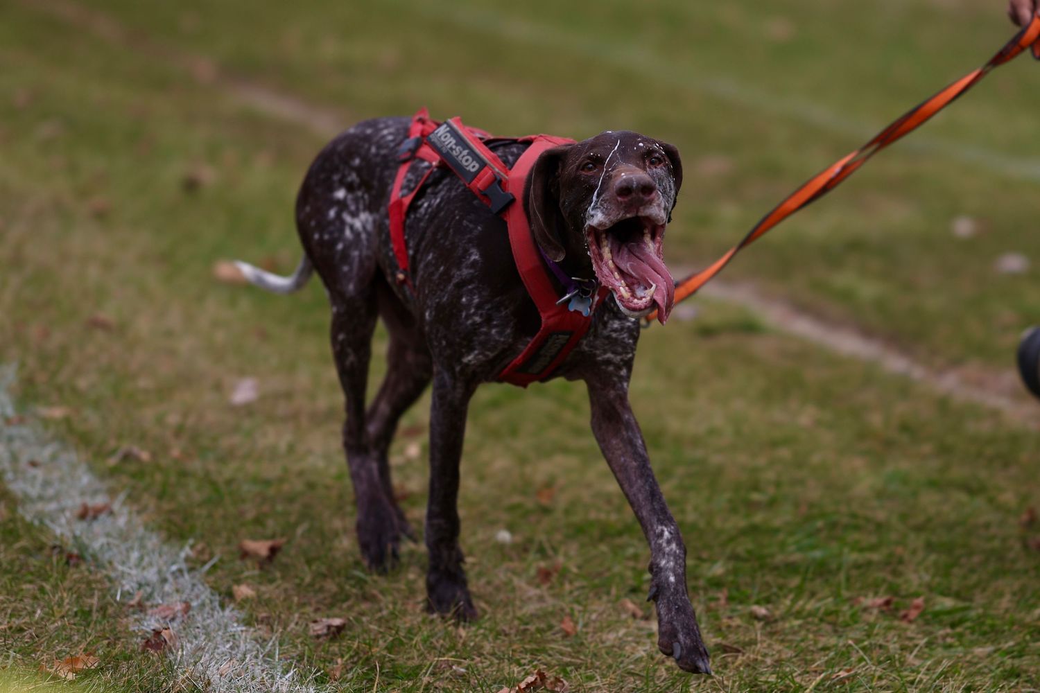 German shorthair pointer with a nonstop dogwear harness running in a canicross race. 

Drool, non-stop dog wear, GSP