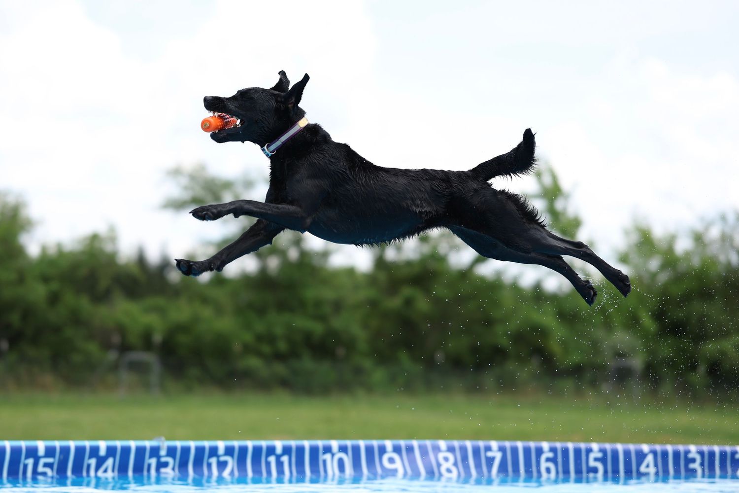 A black dog leaps gracefully through the air over a pool of water in a sequence of action shots.