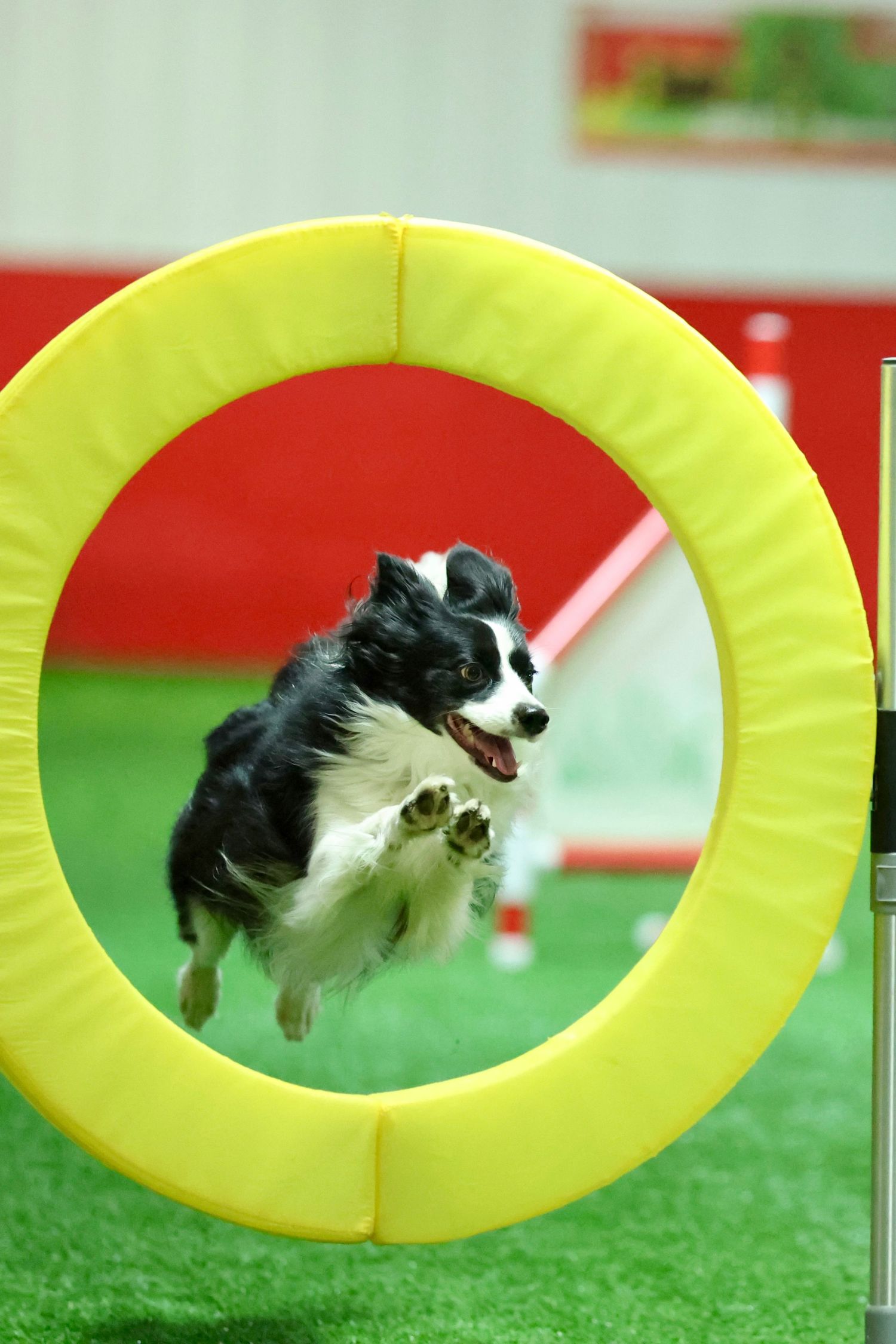 A black and white Border Collie dog jumping through a bright yellow agility hoop on green turf.