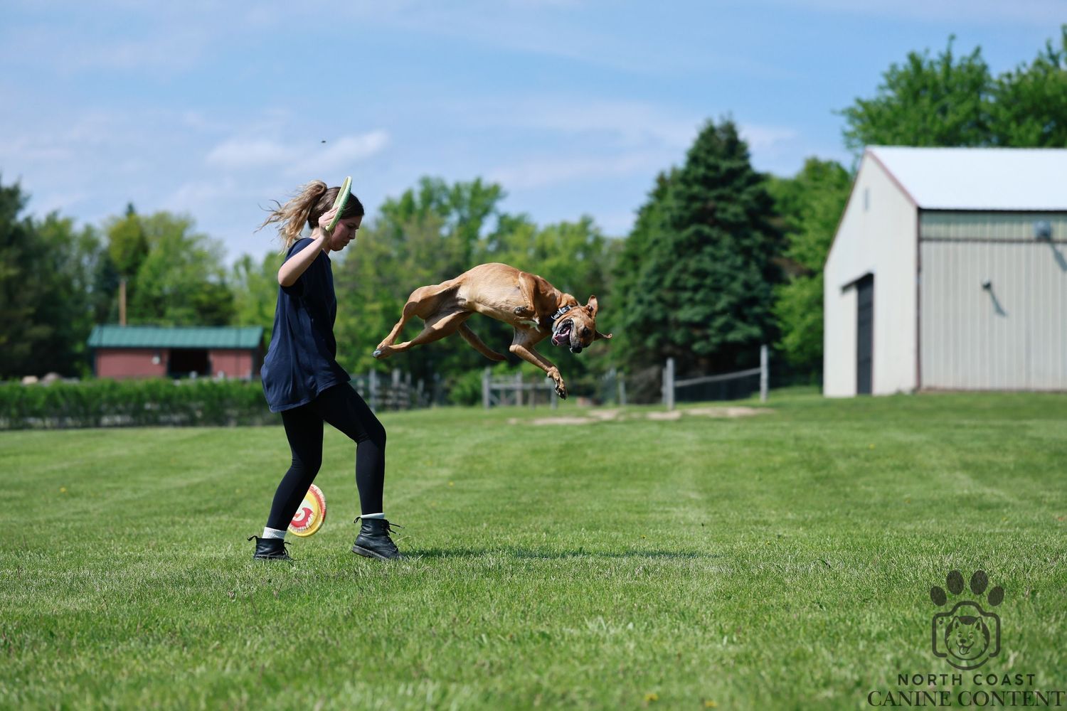 Action sequence of a brown pitbull mix doing a back flip off their owner during a disc dog competition. 

Dog sport photography