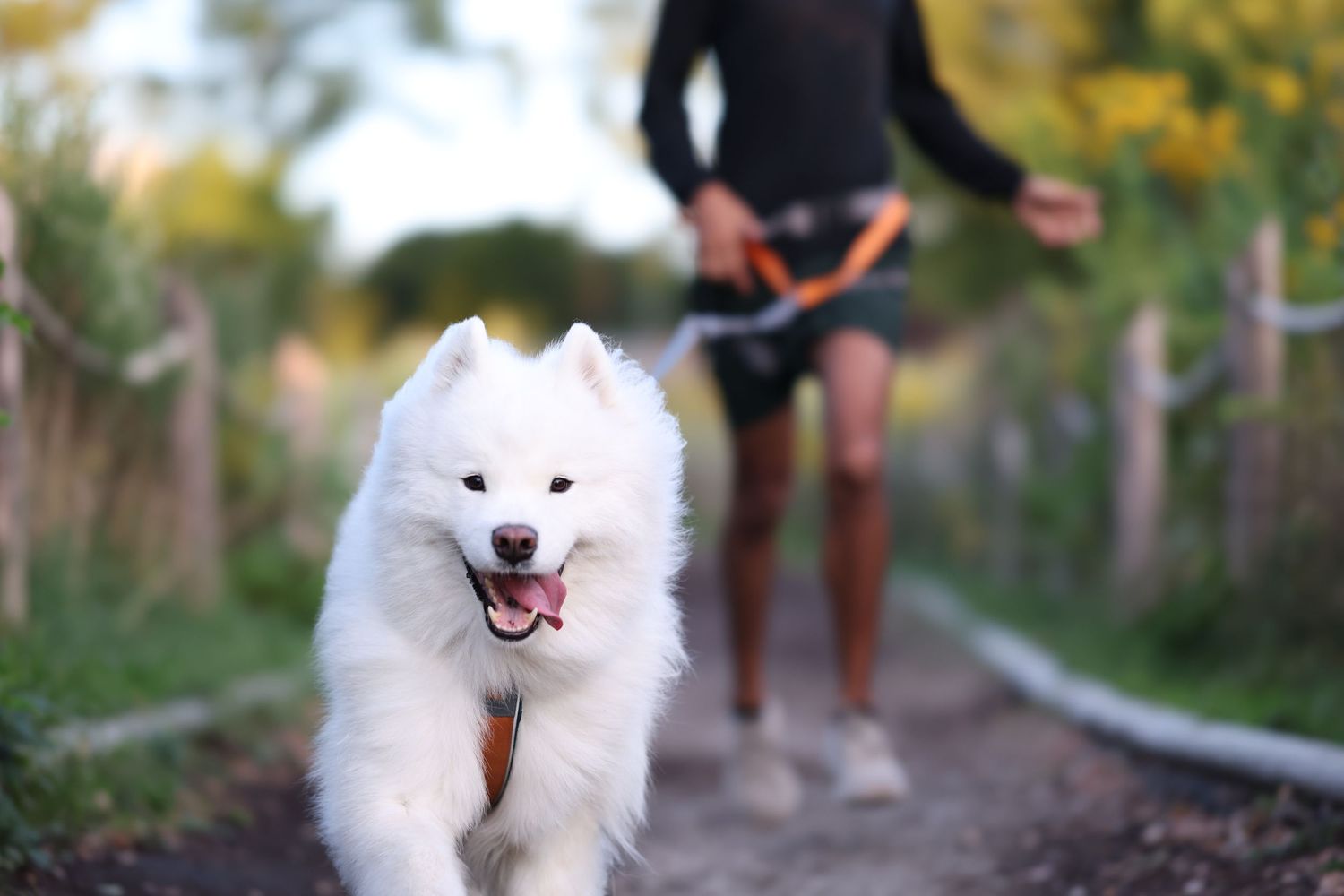 A Samoyed and their owner run a scenic nature path for a canicross race.

Non-stop dog wear, Ruffwear, Musher harness